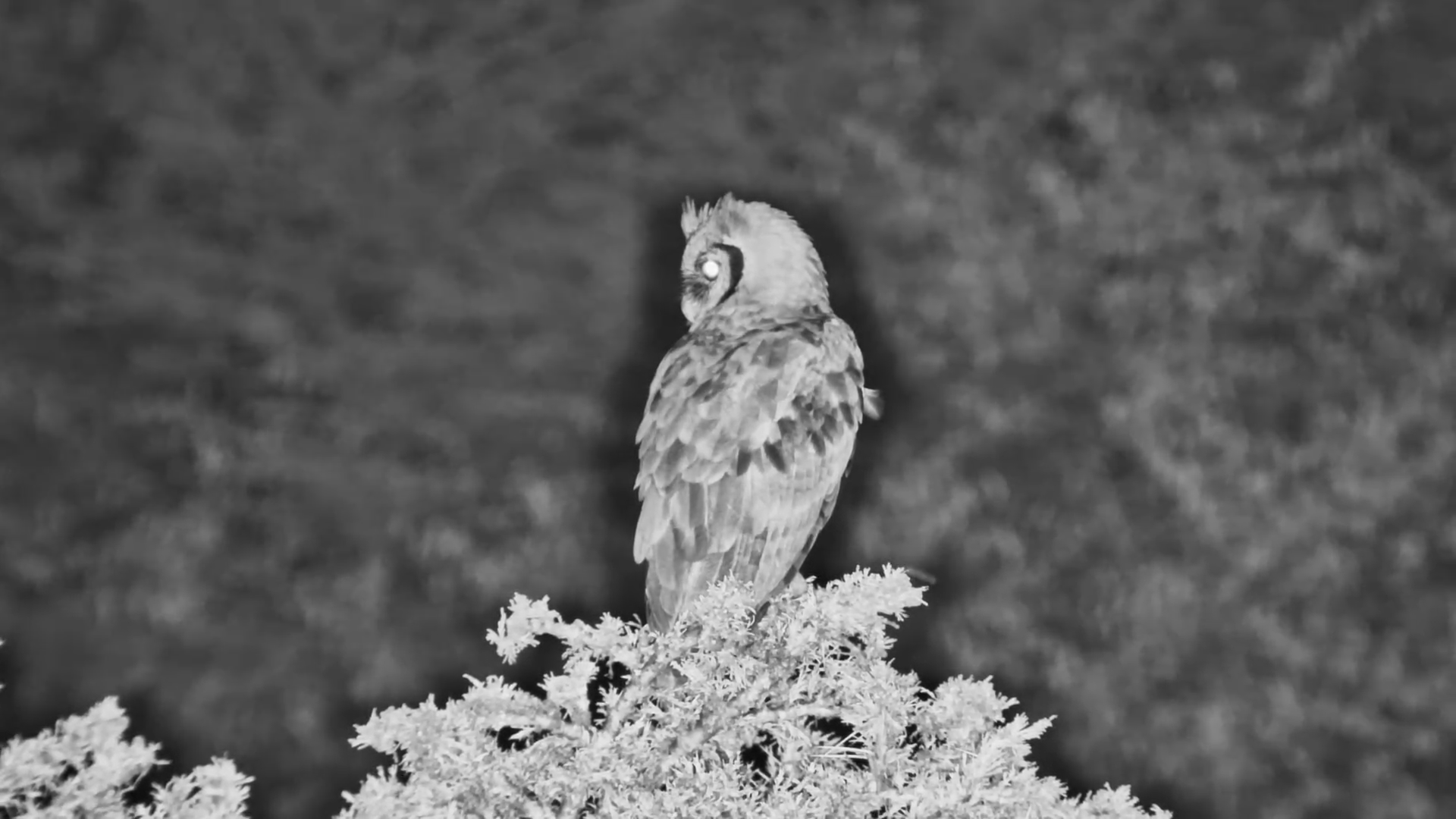 Night Watcher: Verreaux’s Eagle Owl