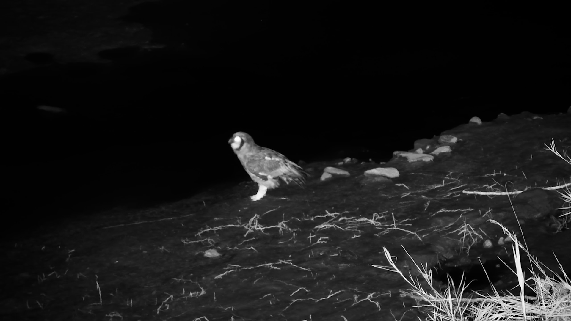 Silent Wings Over Kruger Shalati