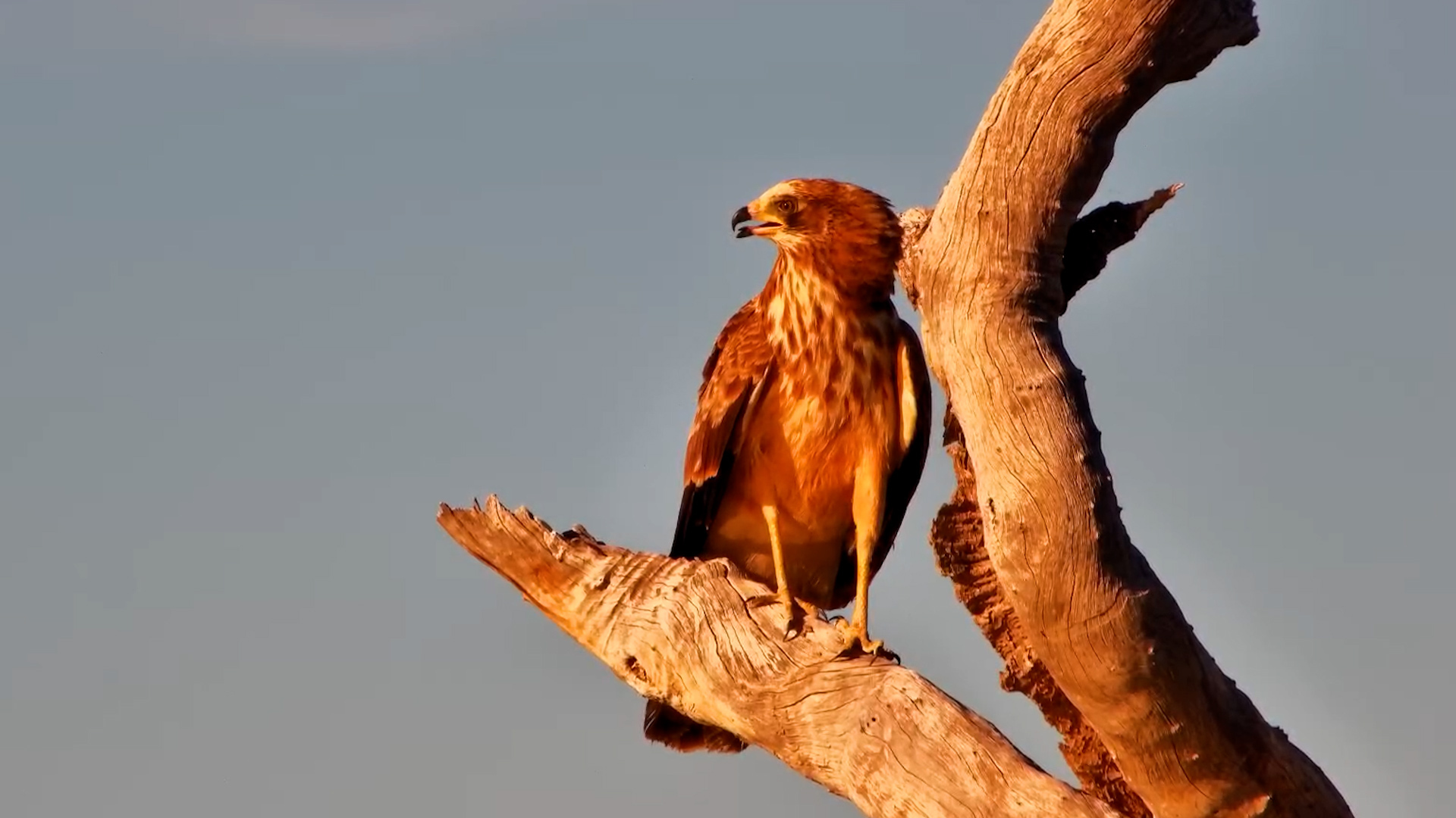 Juvenile Harrier Hawk on a Dead Branch