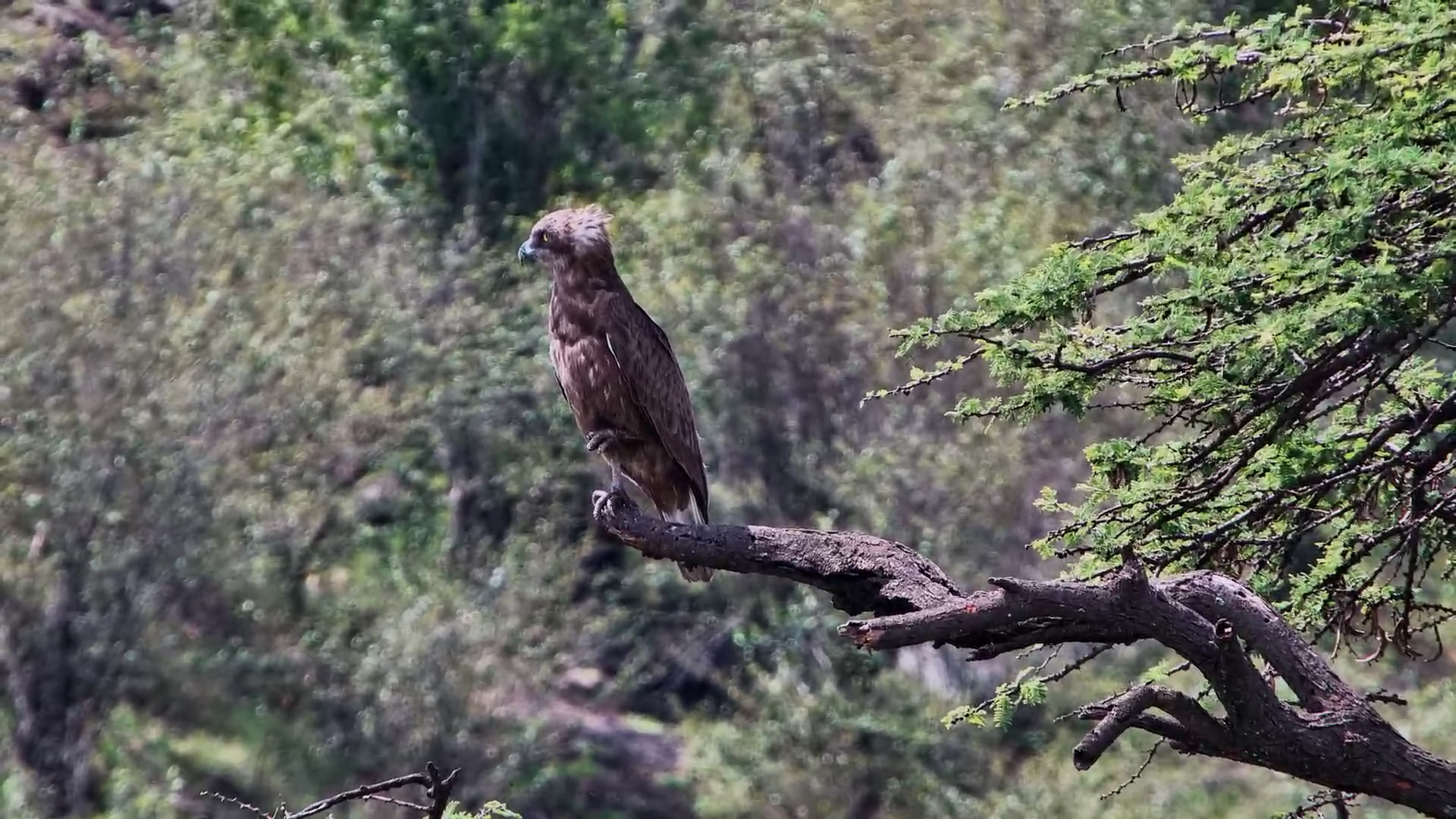 Brown Snake Eagle Scans the Plains