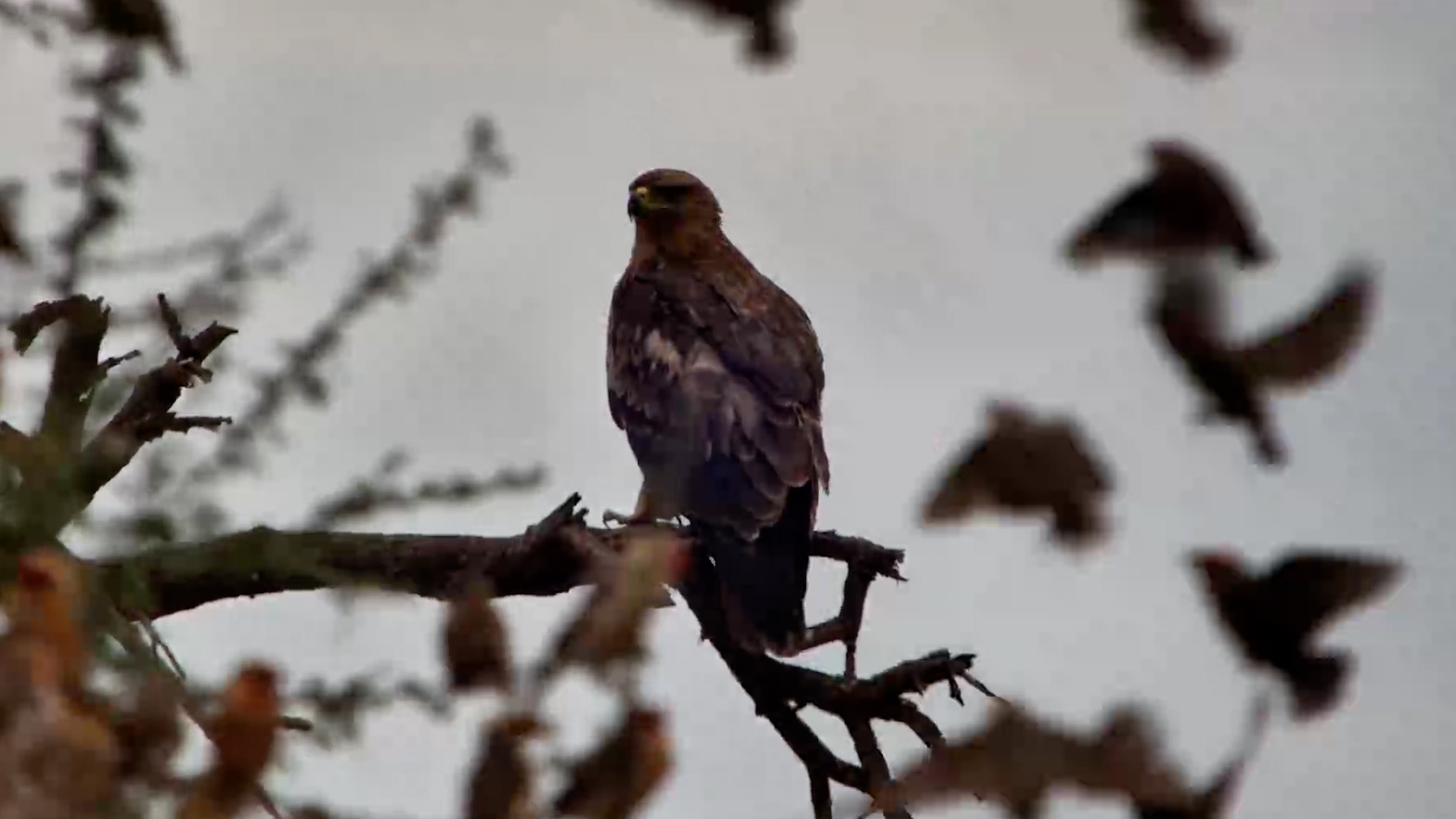 The Tawny Eagle Was Watching… and Waiting