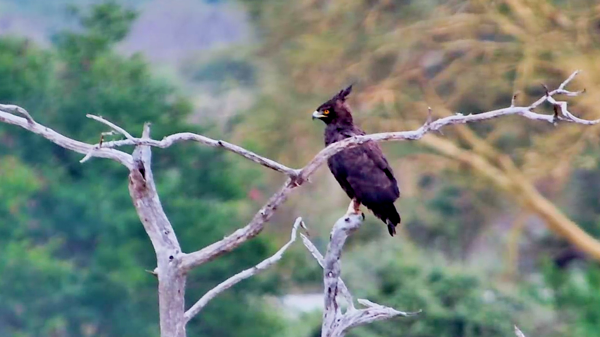 Africa's Most Stylish Eagle?
