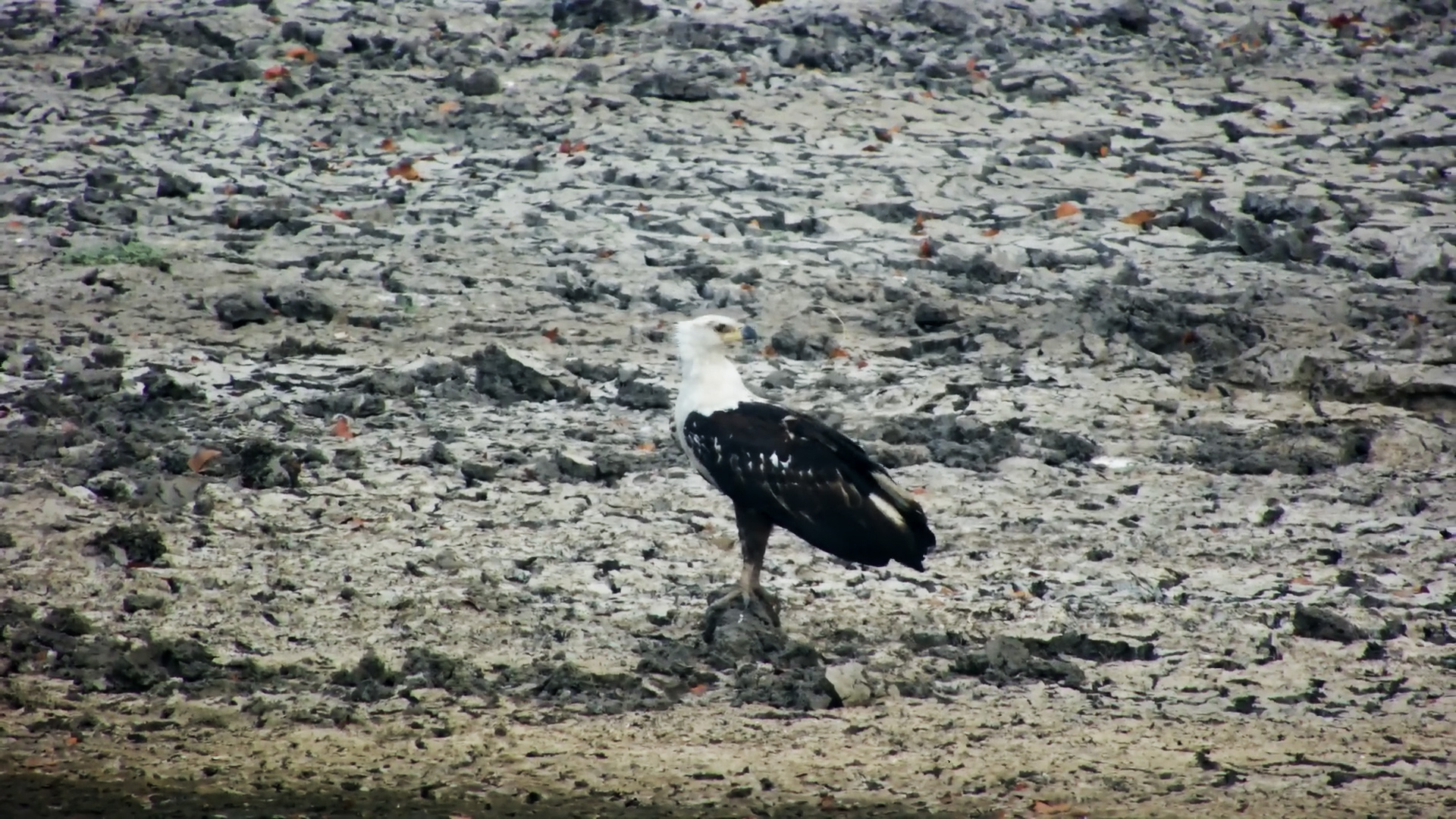 Juvenile African Fish Eagle on the Ground