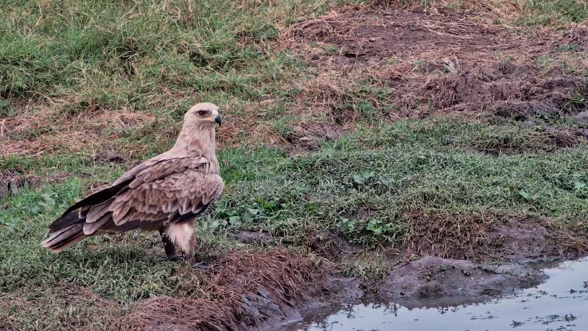 Tawny Eagle Came Down for a Closer Look