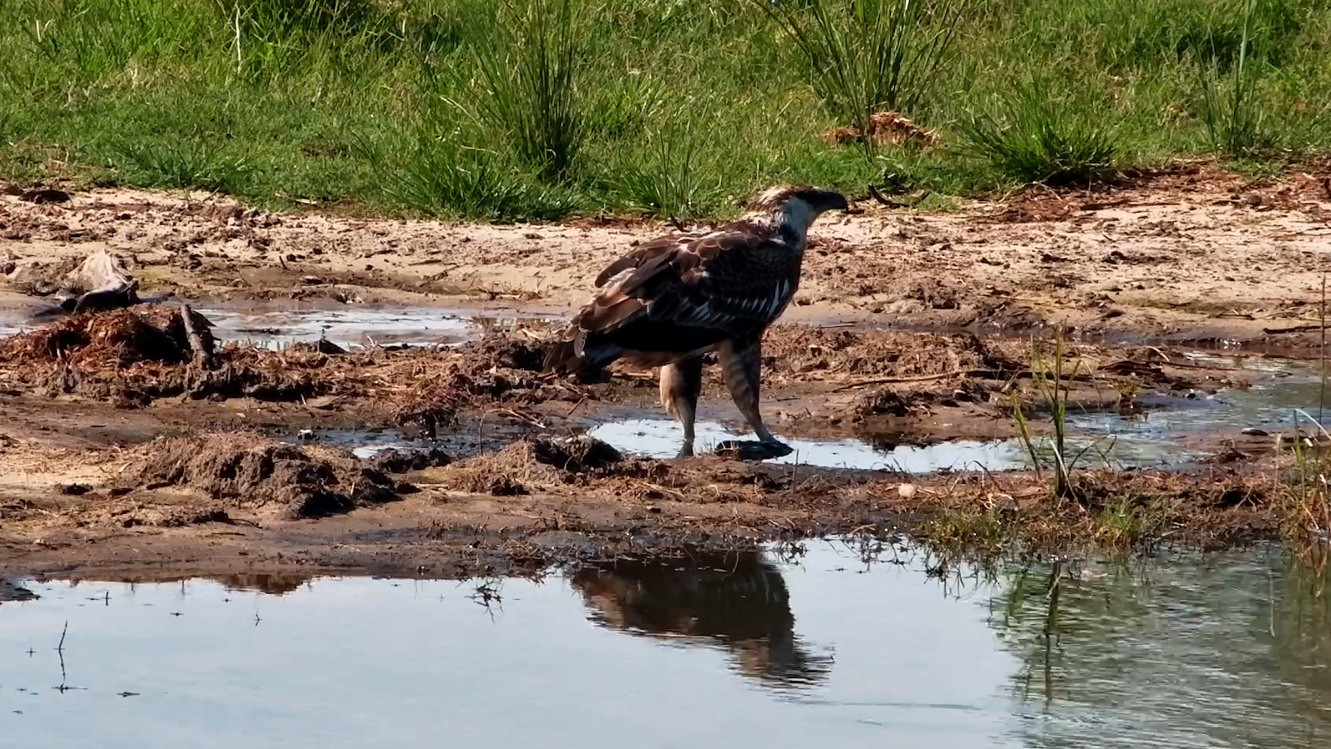 Breakfast Time! Juvenile African Fish Eagle Eats at Tembe