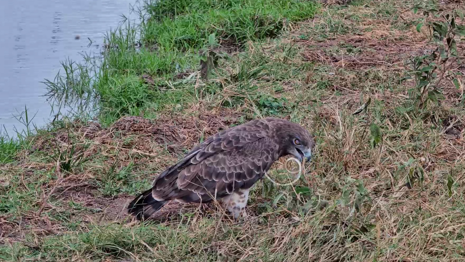 Eagle Ate a Snake Like Spaghetti