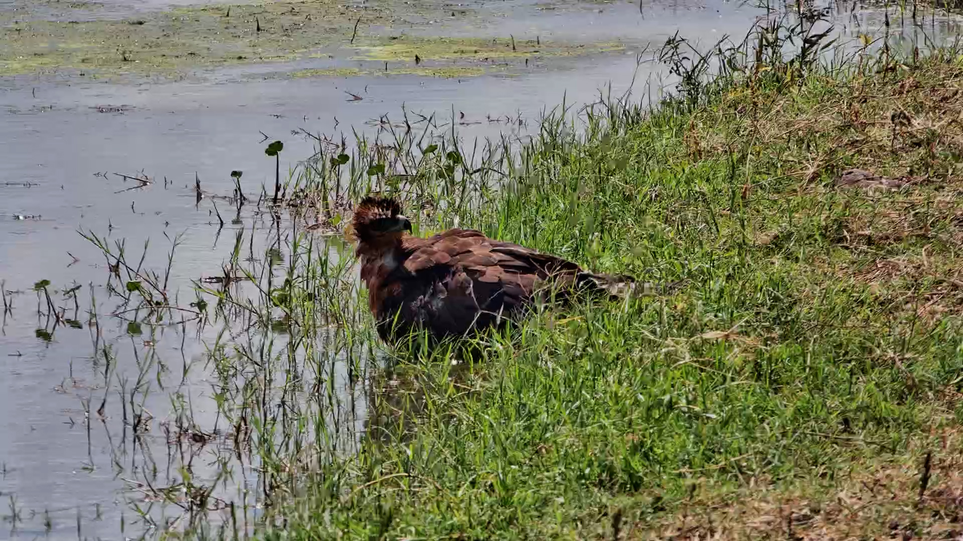 Steppe Eagle’s Quick Sip!