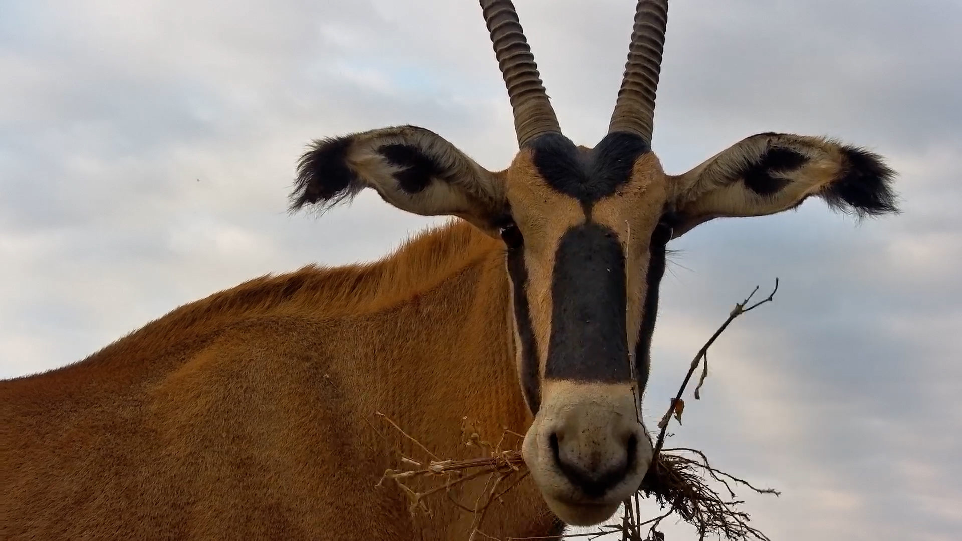 Stunning East African Oryx Close-Ups