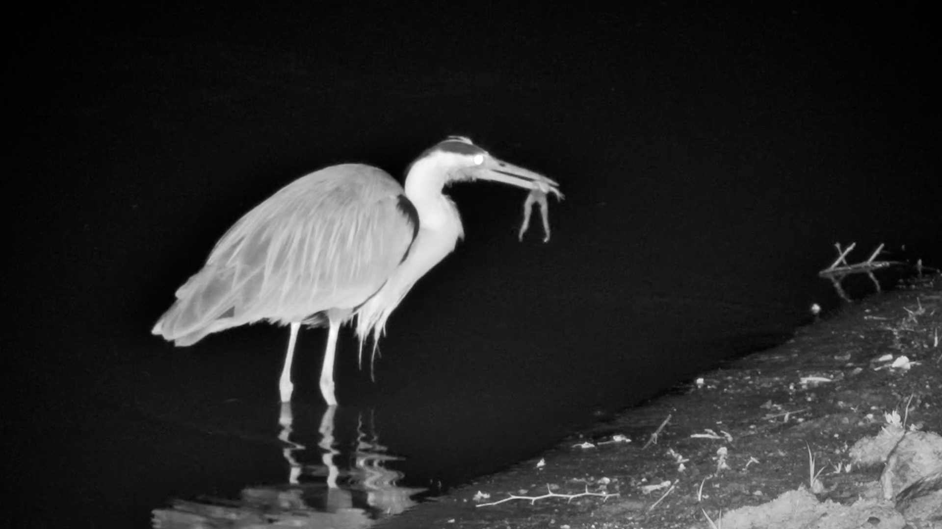 Grey Heron Shows Off Hunting Skills
