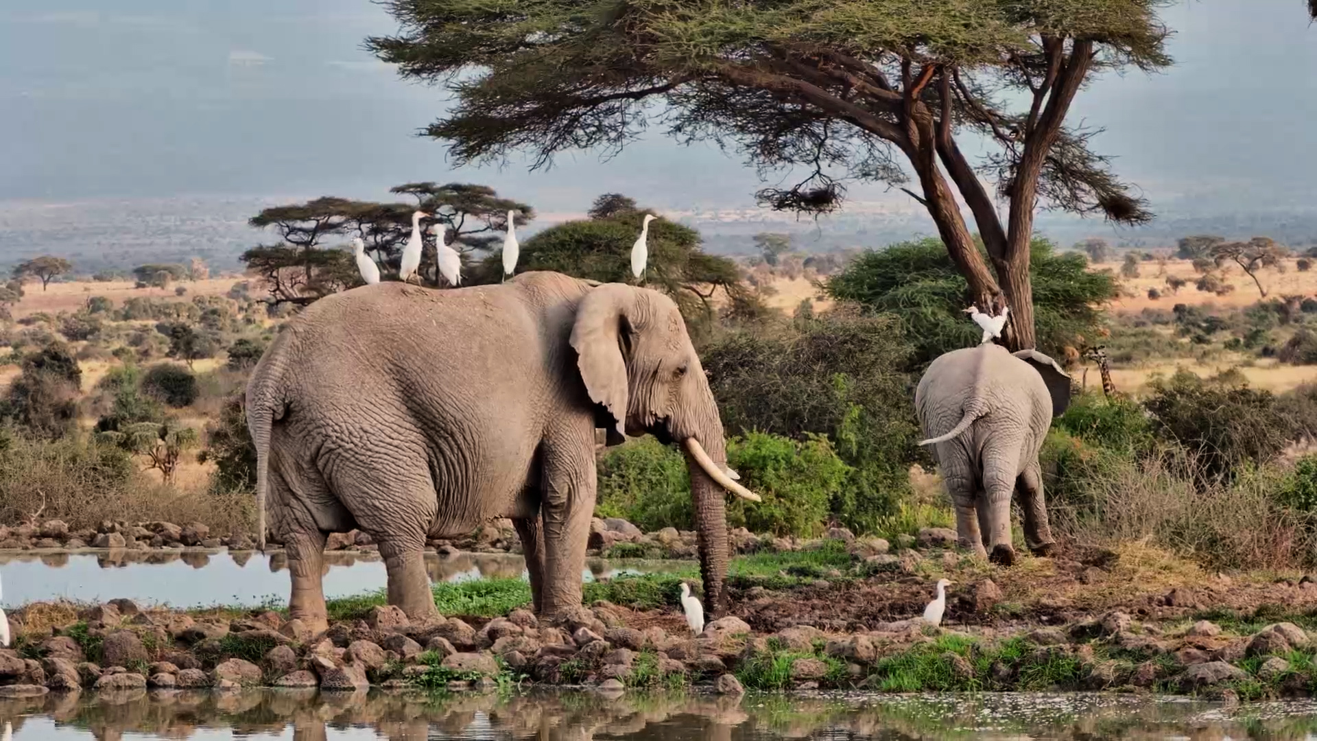 The Elephant Egret Express Has Arrived!