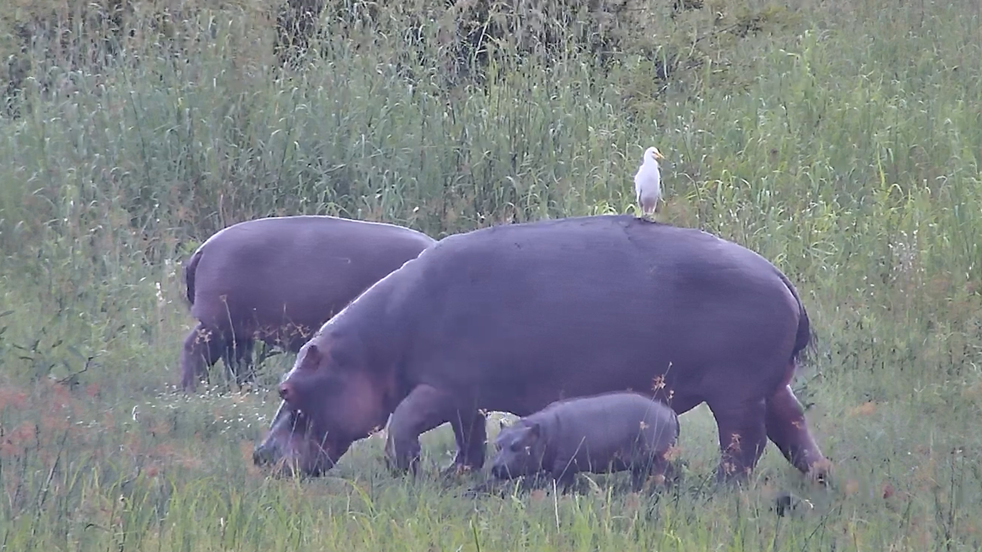 Egret Hangs Out with Hippo Mother and Calf