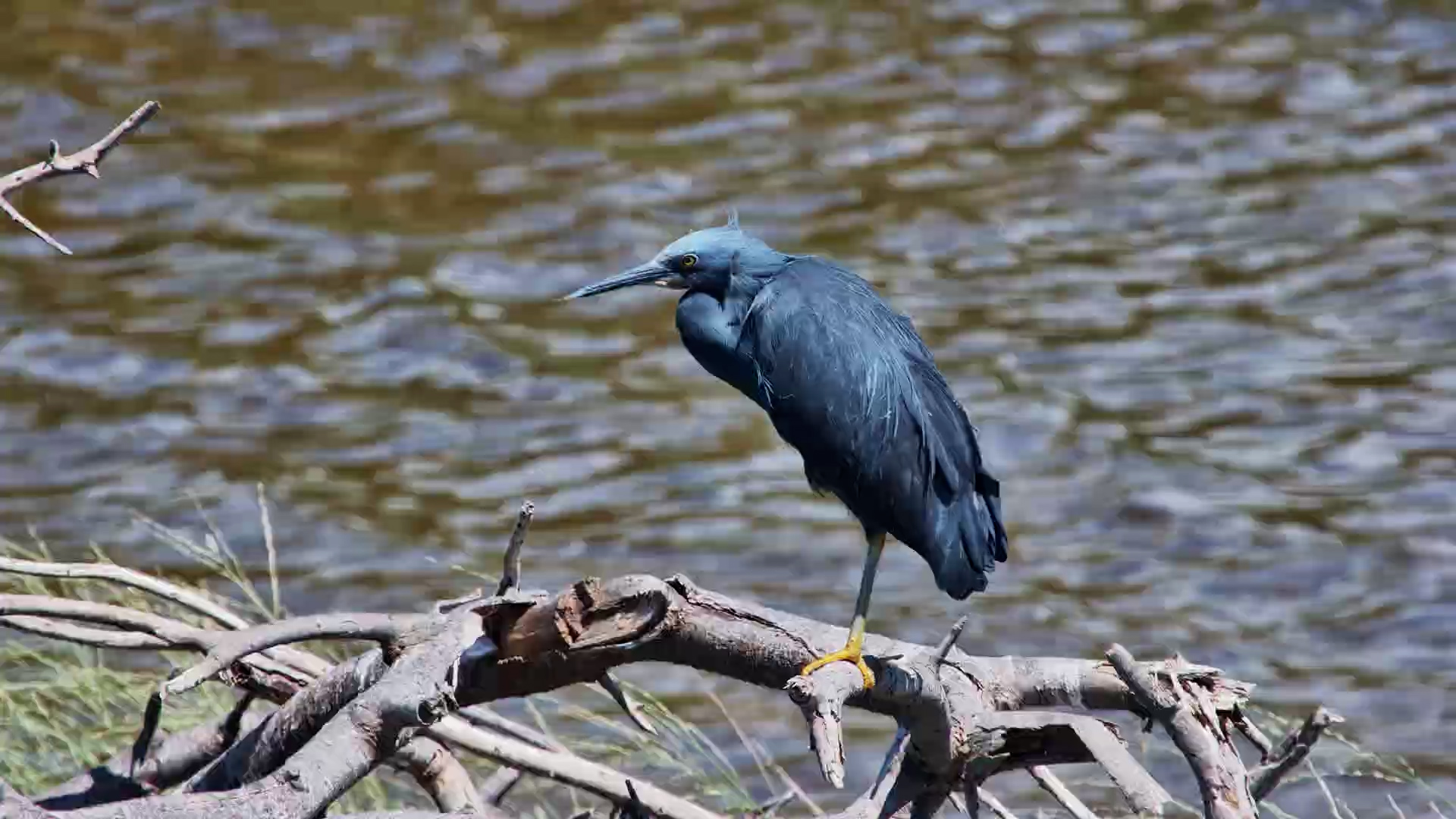 Slaty Egret Preening in the Kalahari