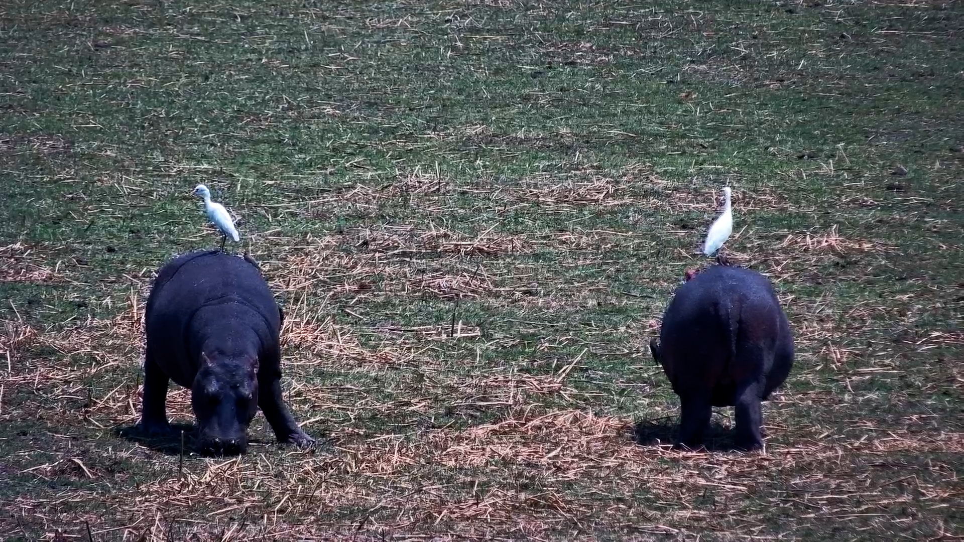 Egrets Hitch a Ride on Grazing Hippos