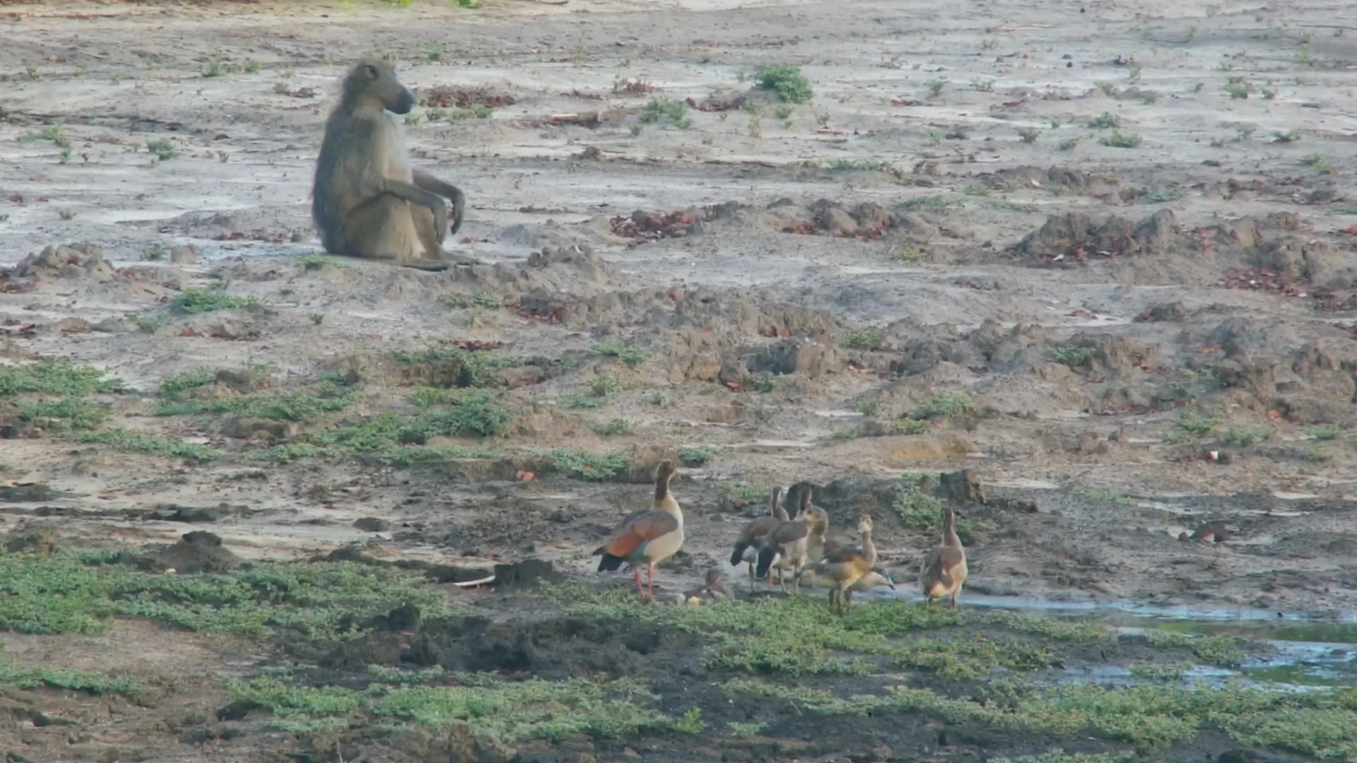 Egyptian Geese Family Takes a Peaceful Walk at Twin Pan