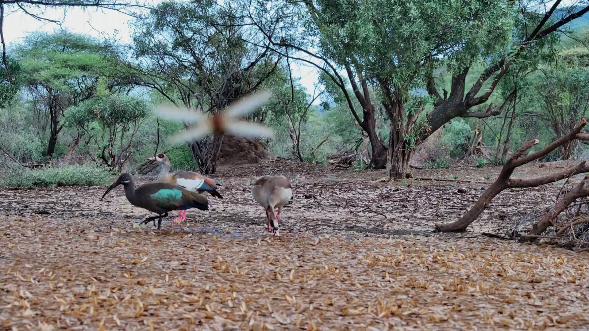Winged Termite Explosion at the Waterhole!