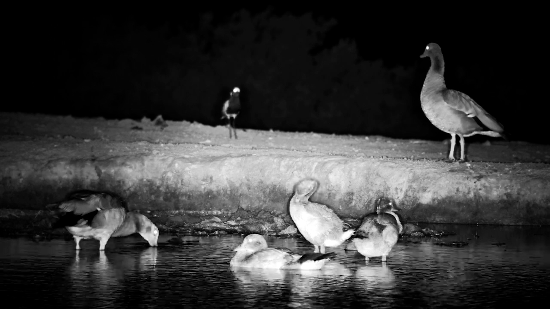 Goose Family Bonding Time at Founders Lodge