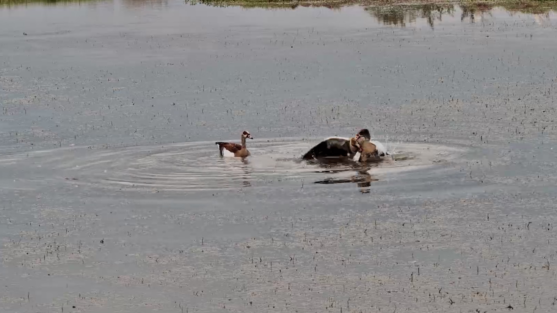Male Egyptian Goose Tries to Drown Rival!