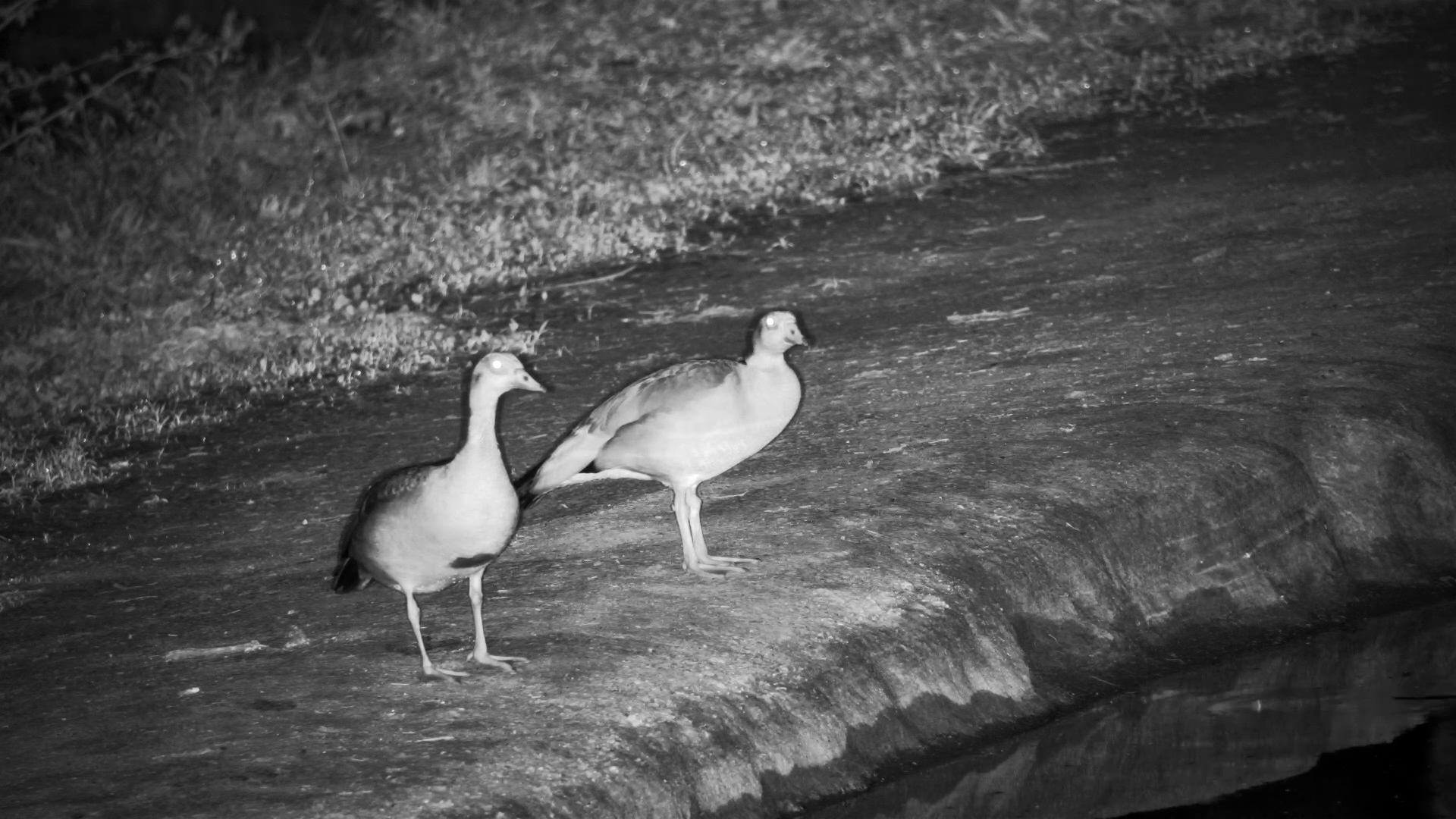 Egyptian Geese Settle In for a Peaceful Evening at Serondella