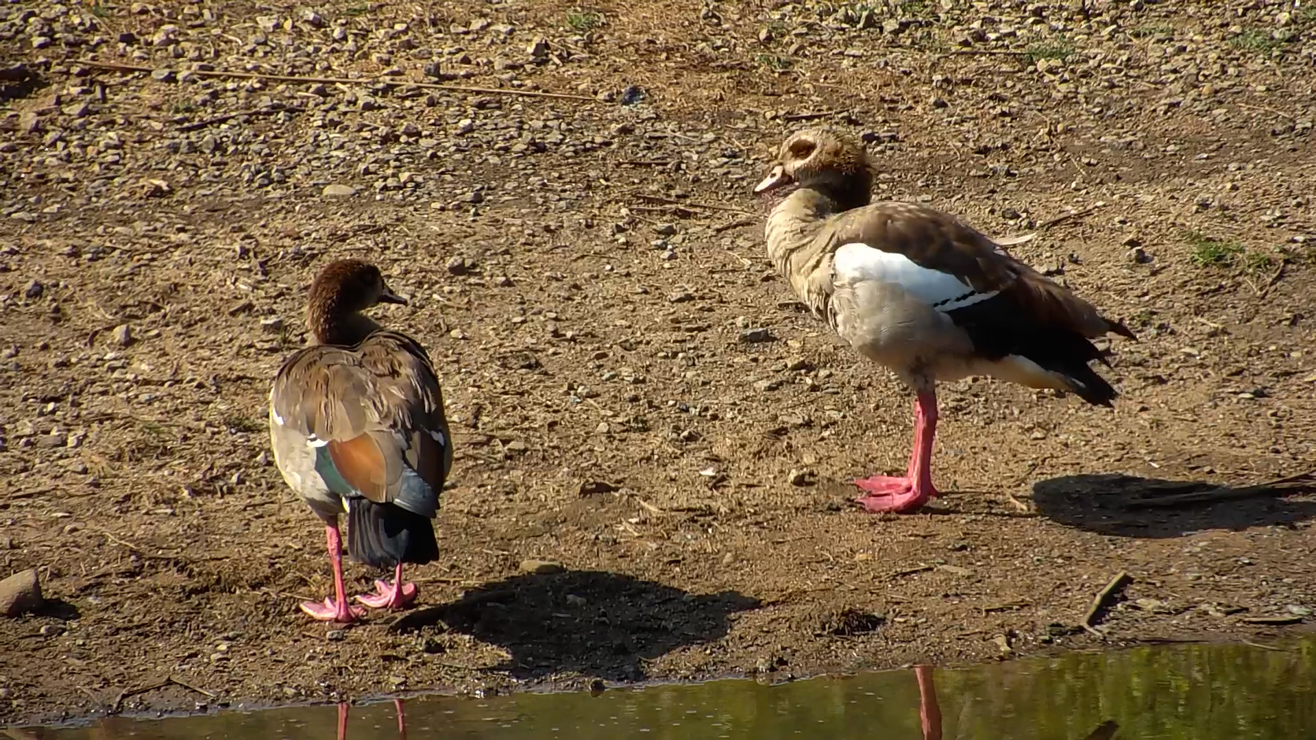 Perfect Plumage: Egyptian Geese Meticulously Preen