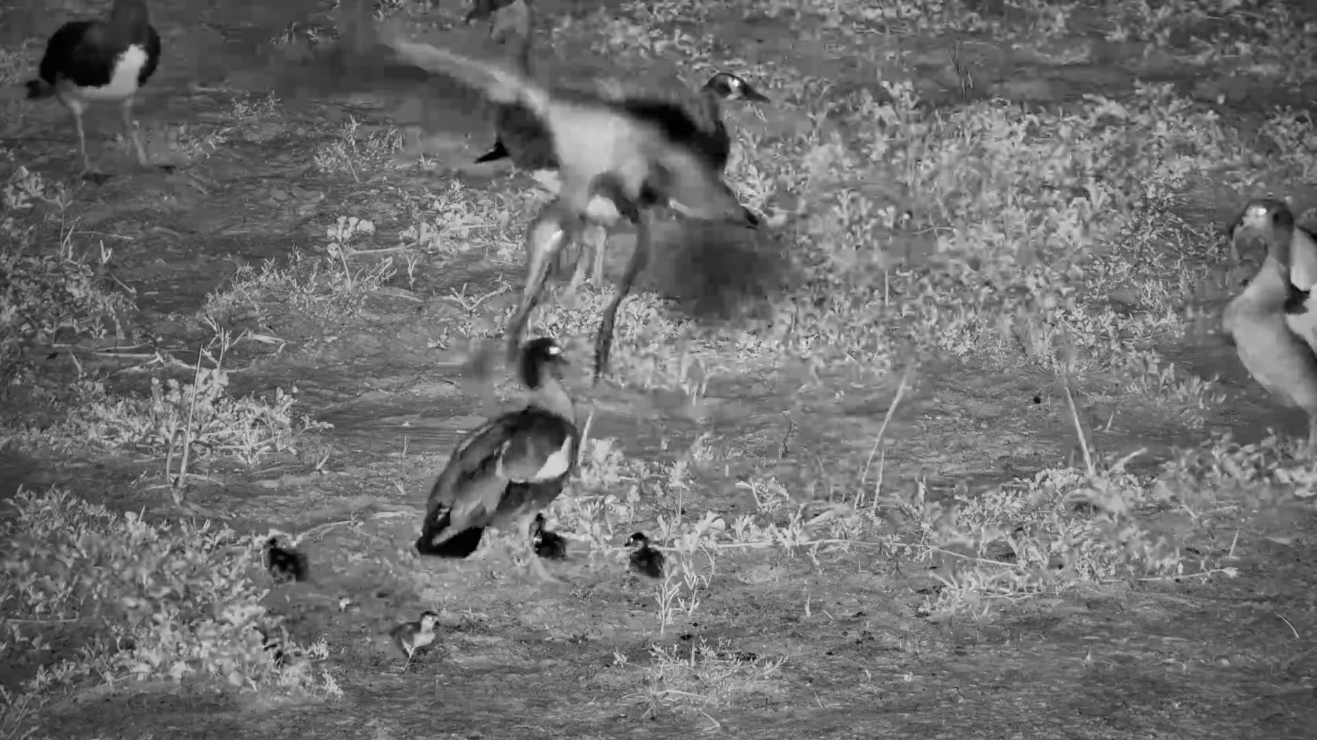 Don’t Mess with My Babies! Geese Stand Their Ground