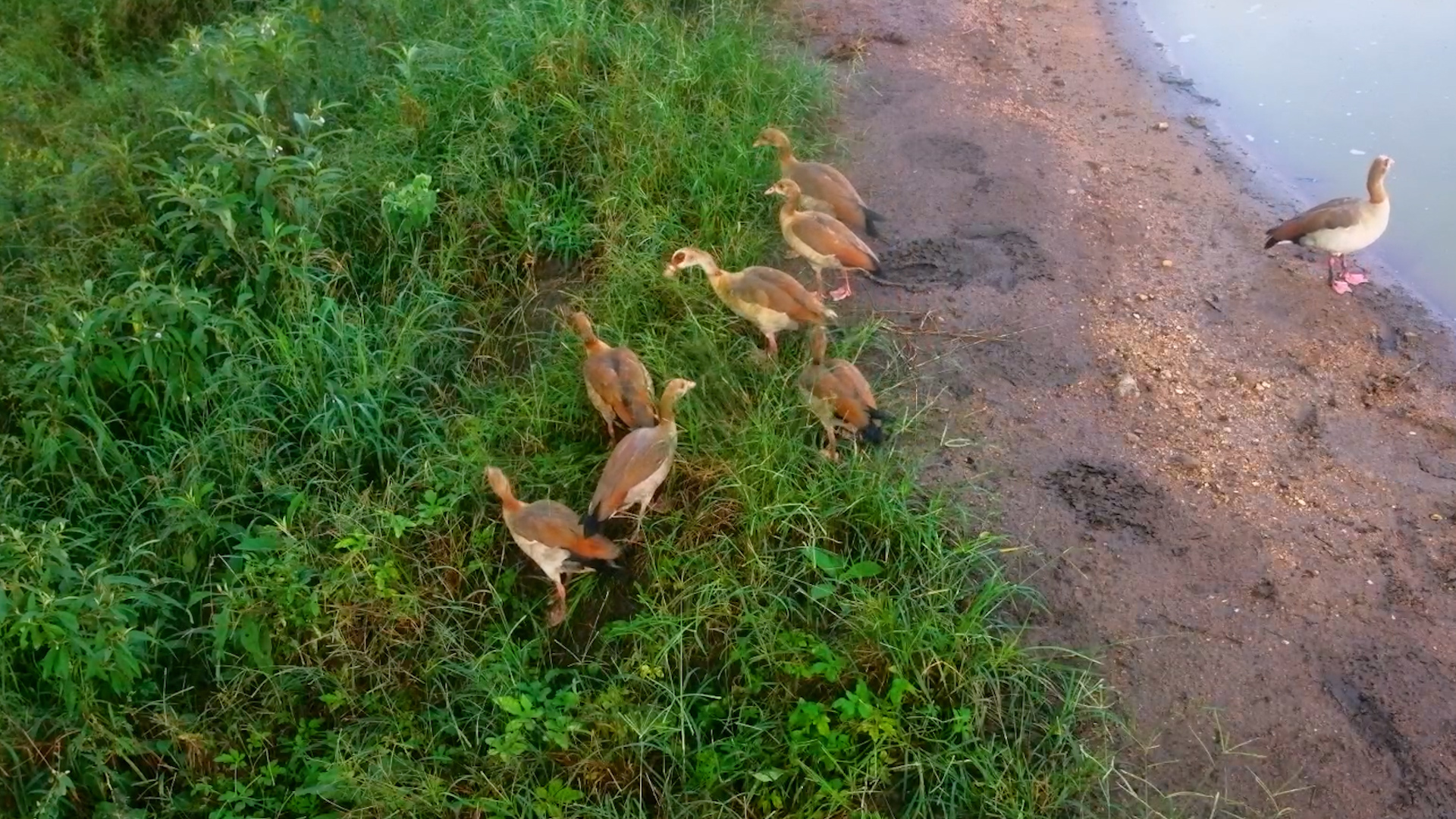 Egyptian Goose Family Feeding Together