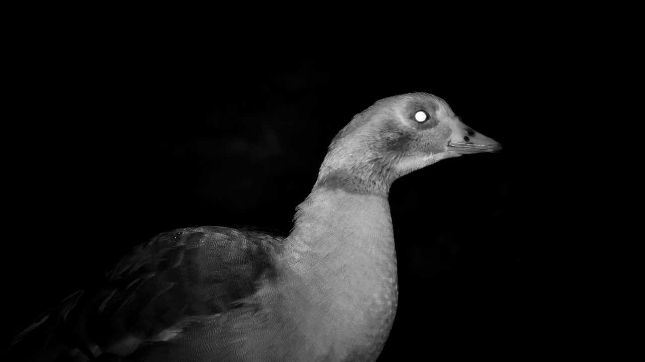 A Front-Row Seat to Goose Bedtime