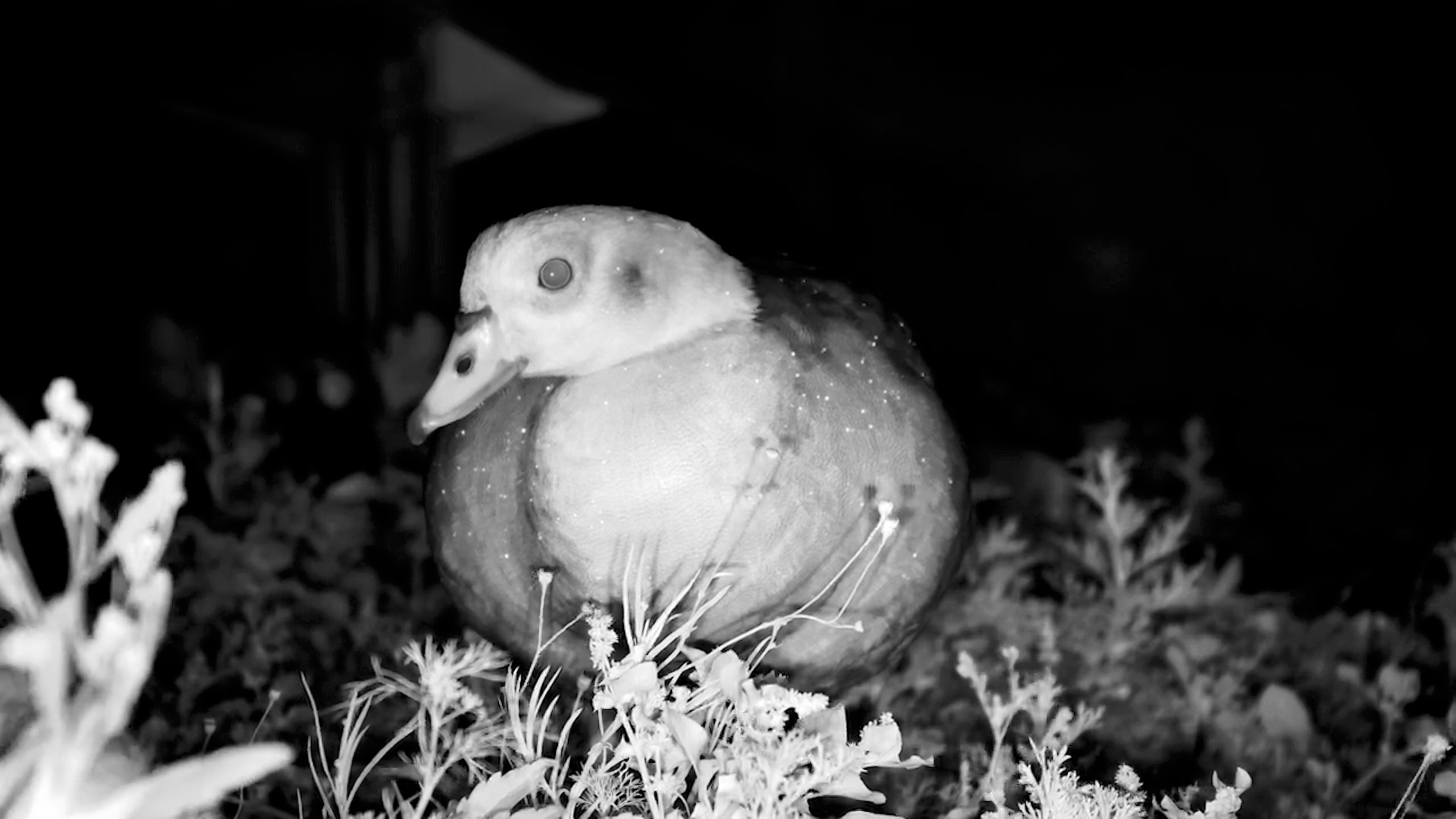 Egyptian Goose Up Close at Night