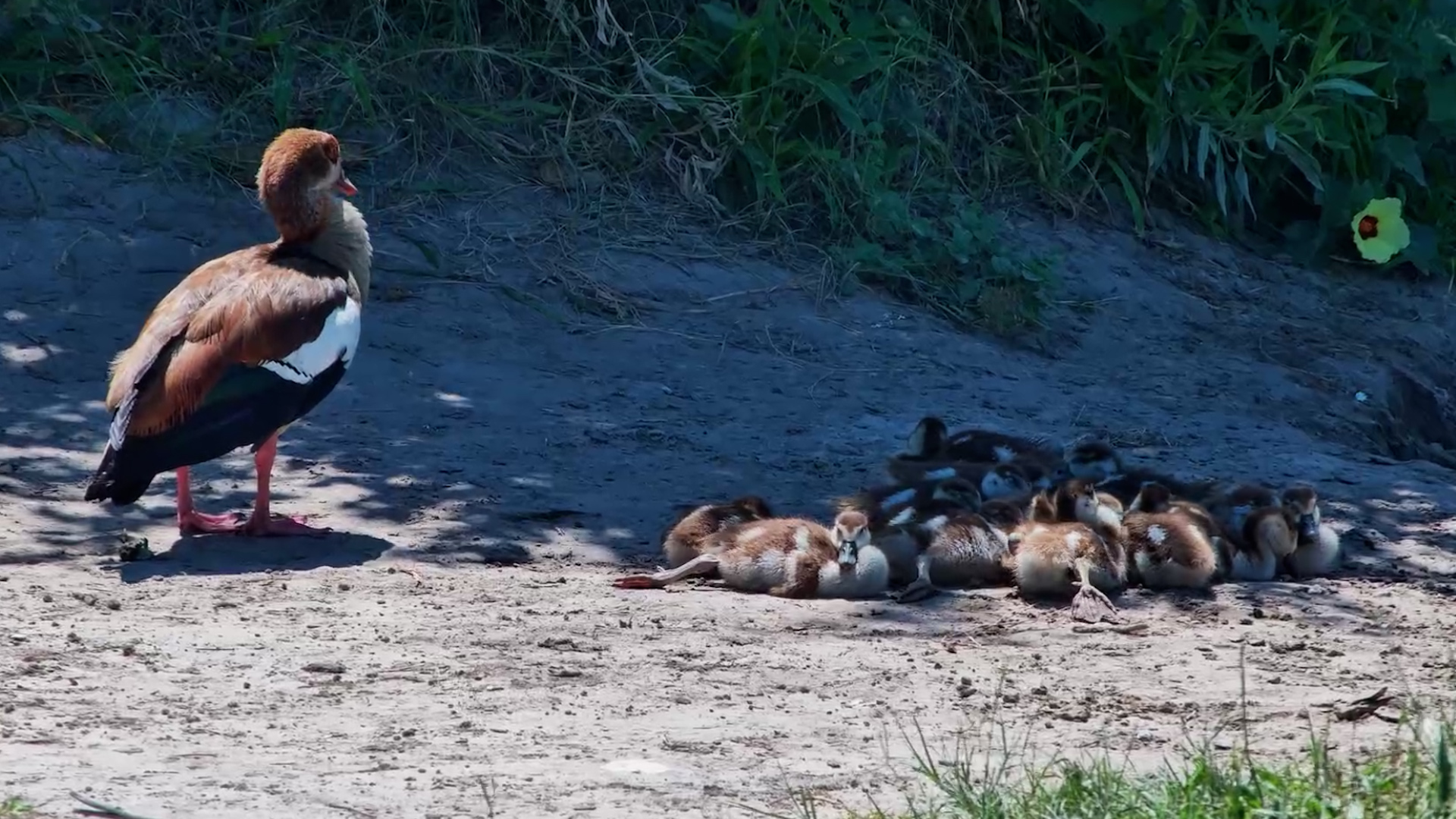 Do Not Disturb These Goslings!