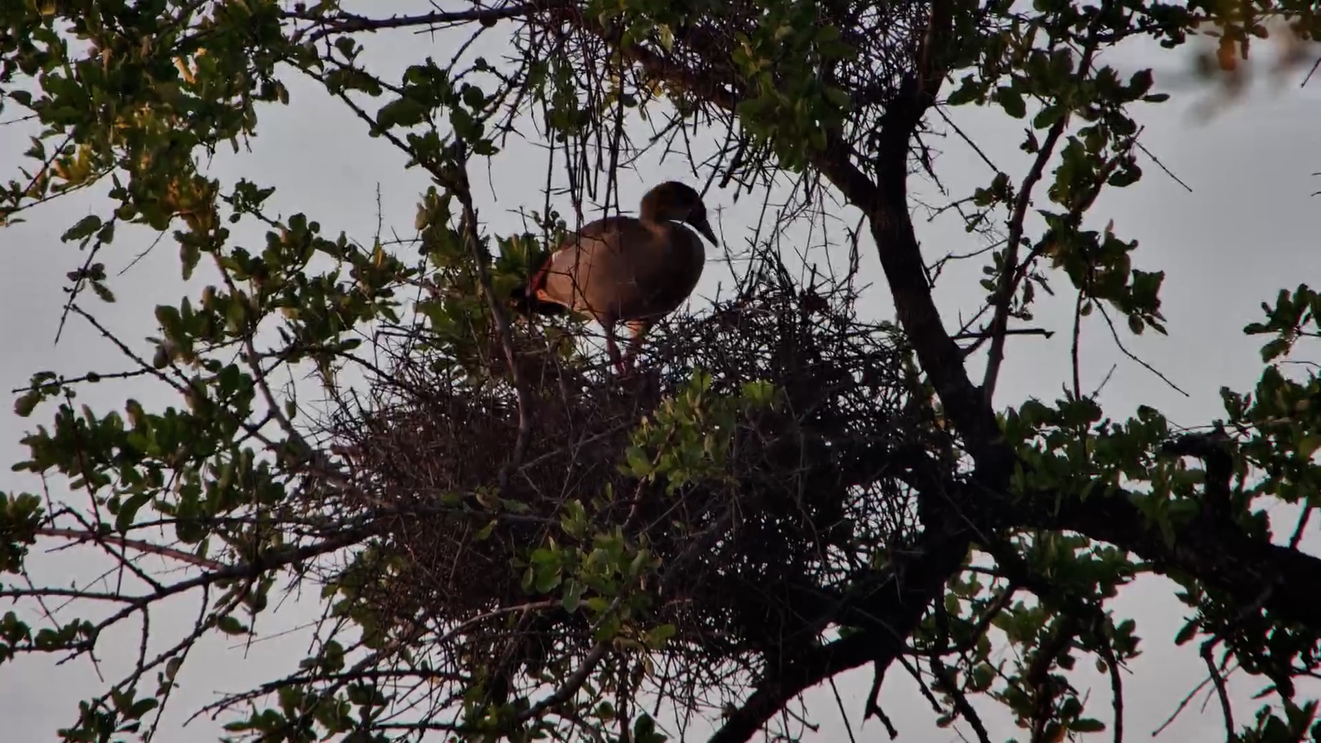 Egyptian Goose On A Nest