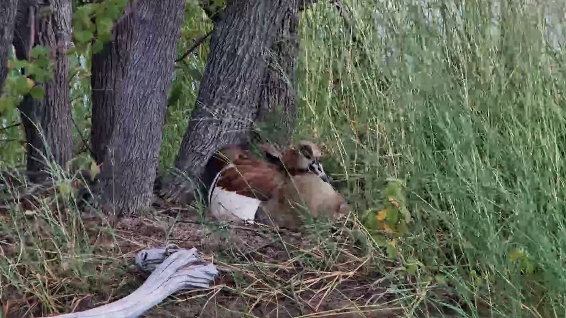 Nest Watch! Egyptian Goose on Duty at Jack’s Camp