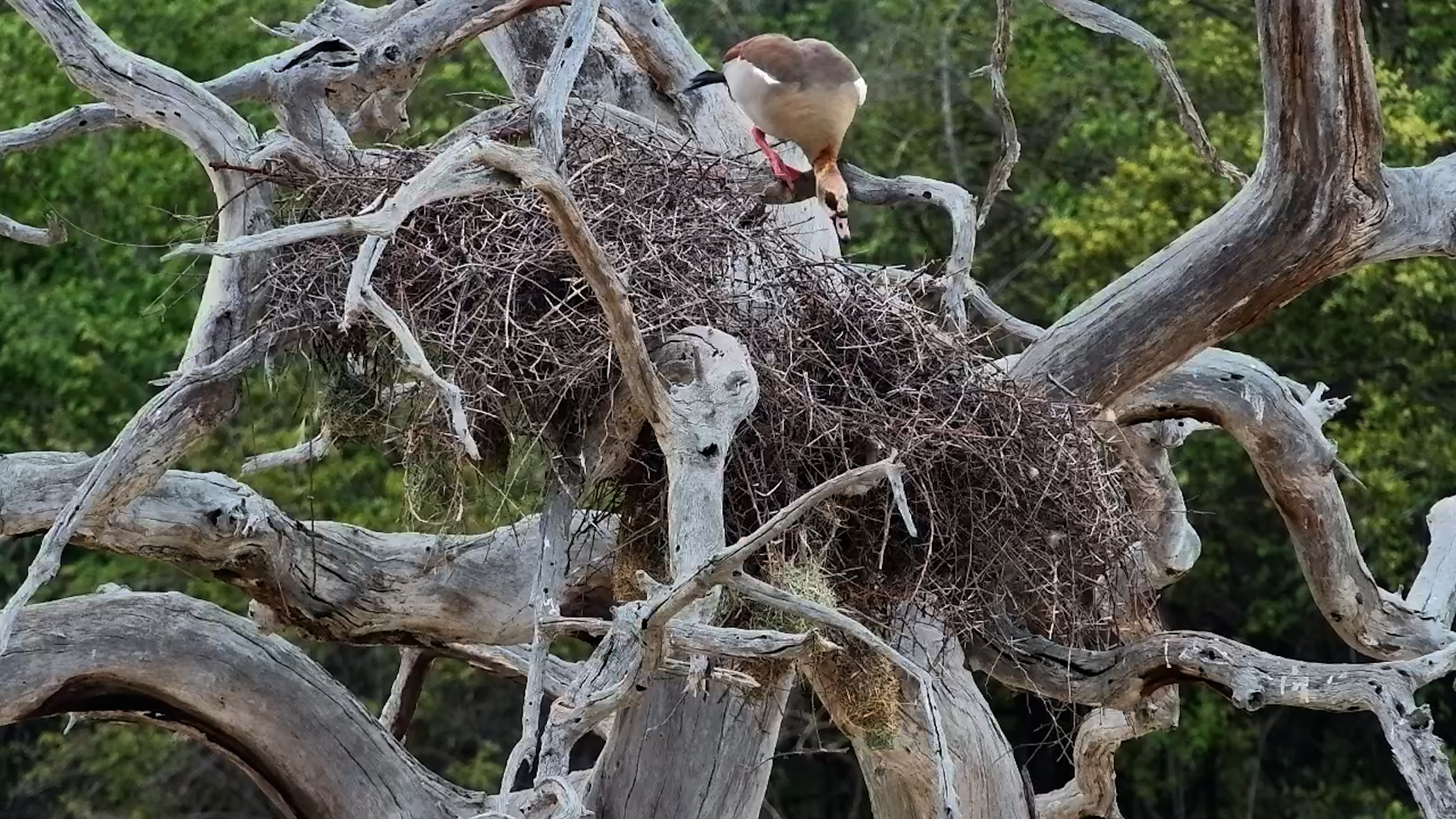 Egyptian Goose Moves into a Buffalo Weaver Home!