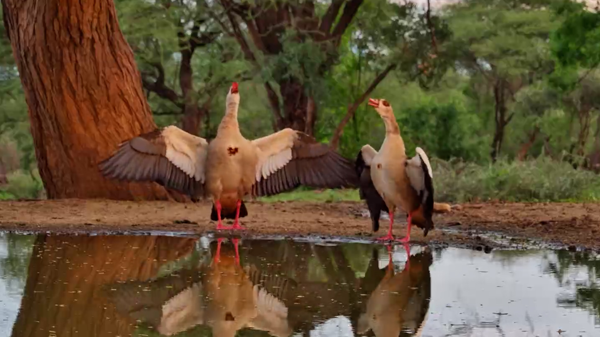 Zen to Zero in 3 Seconds - Egyptian Goose Edition