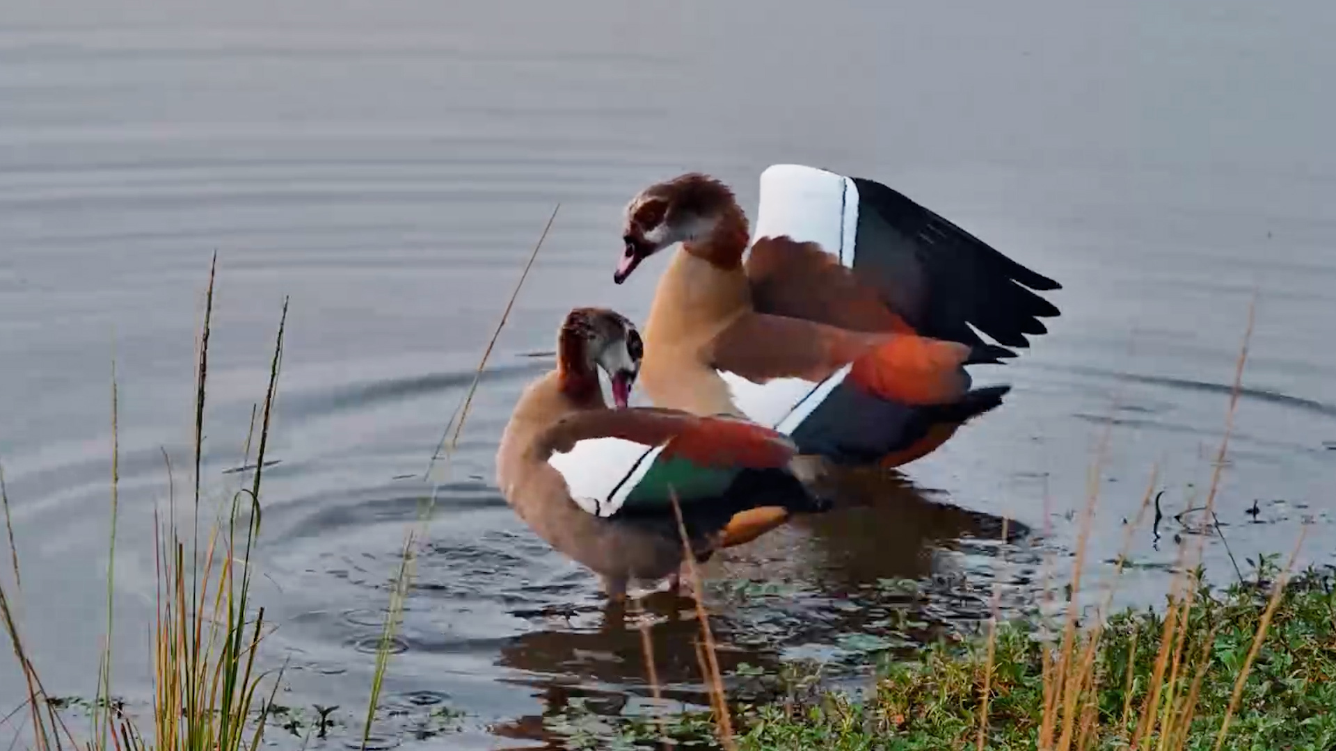 Love Was in the Air at the Waterhole
