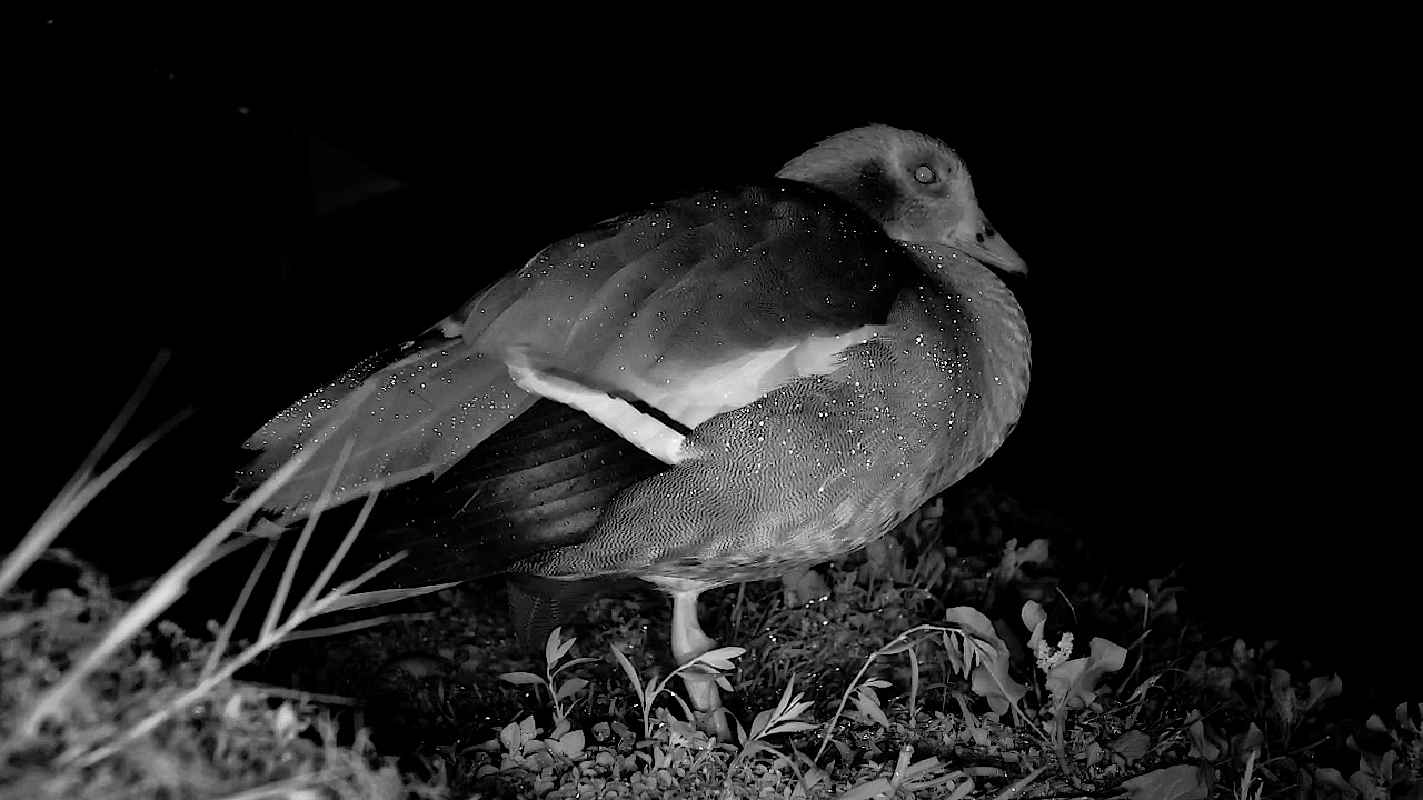 Water Droplets Glisten on This Sleeping Goose