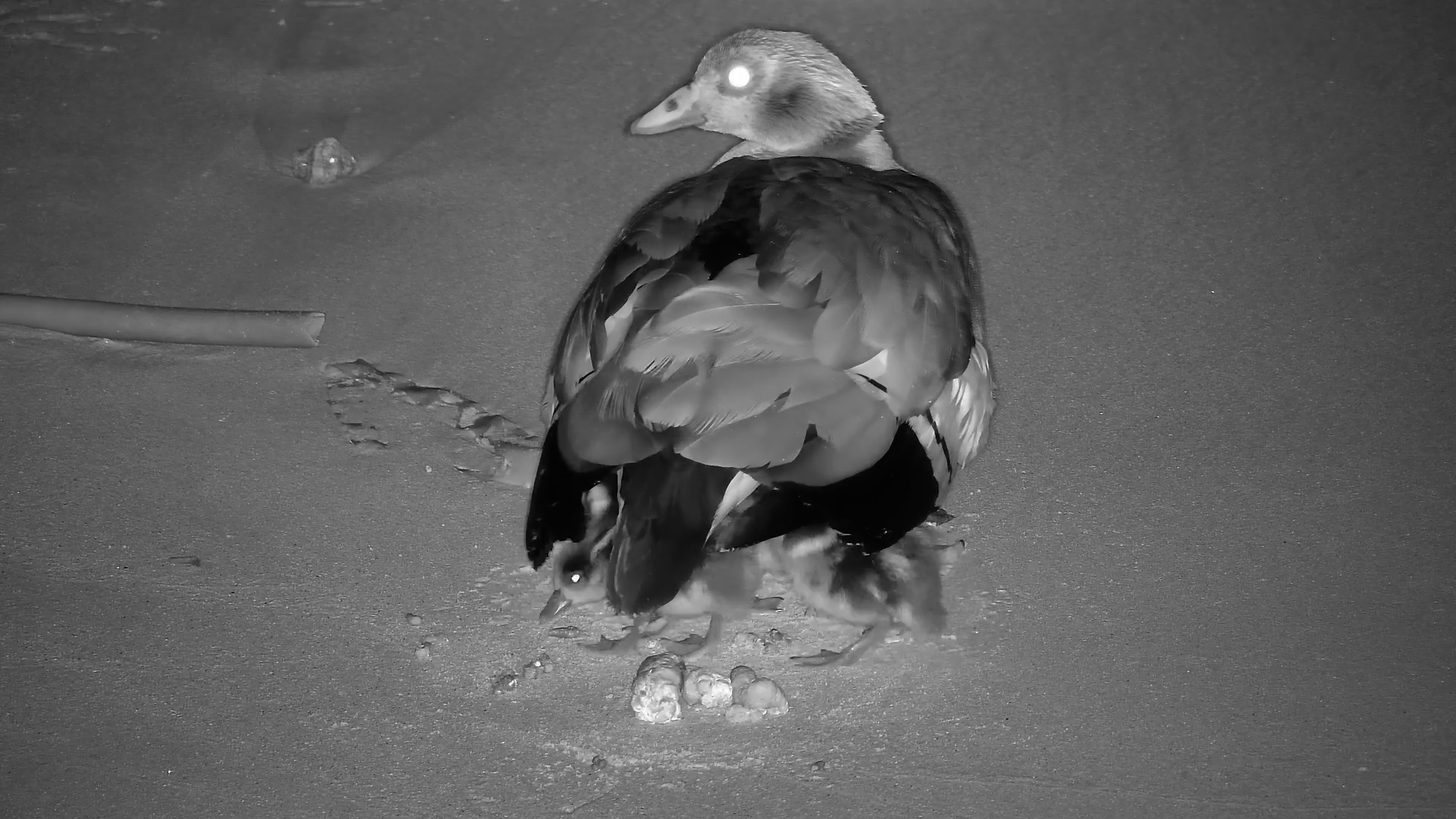 Mother Goose Protects Her Goslings on the Beach