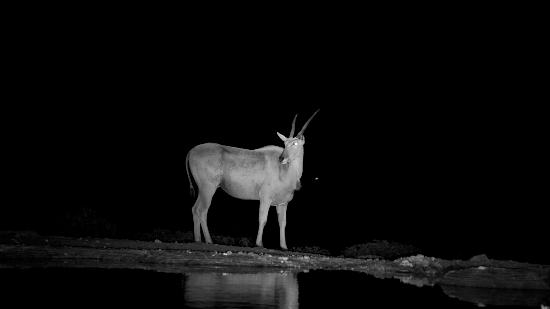 Eland at Night
