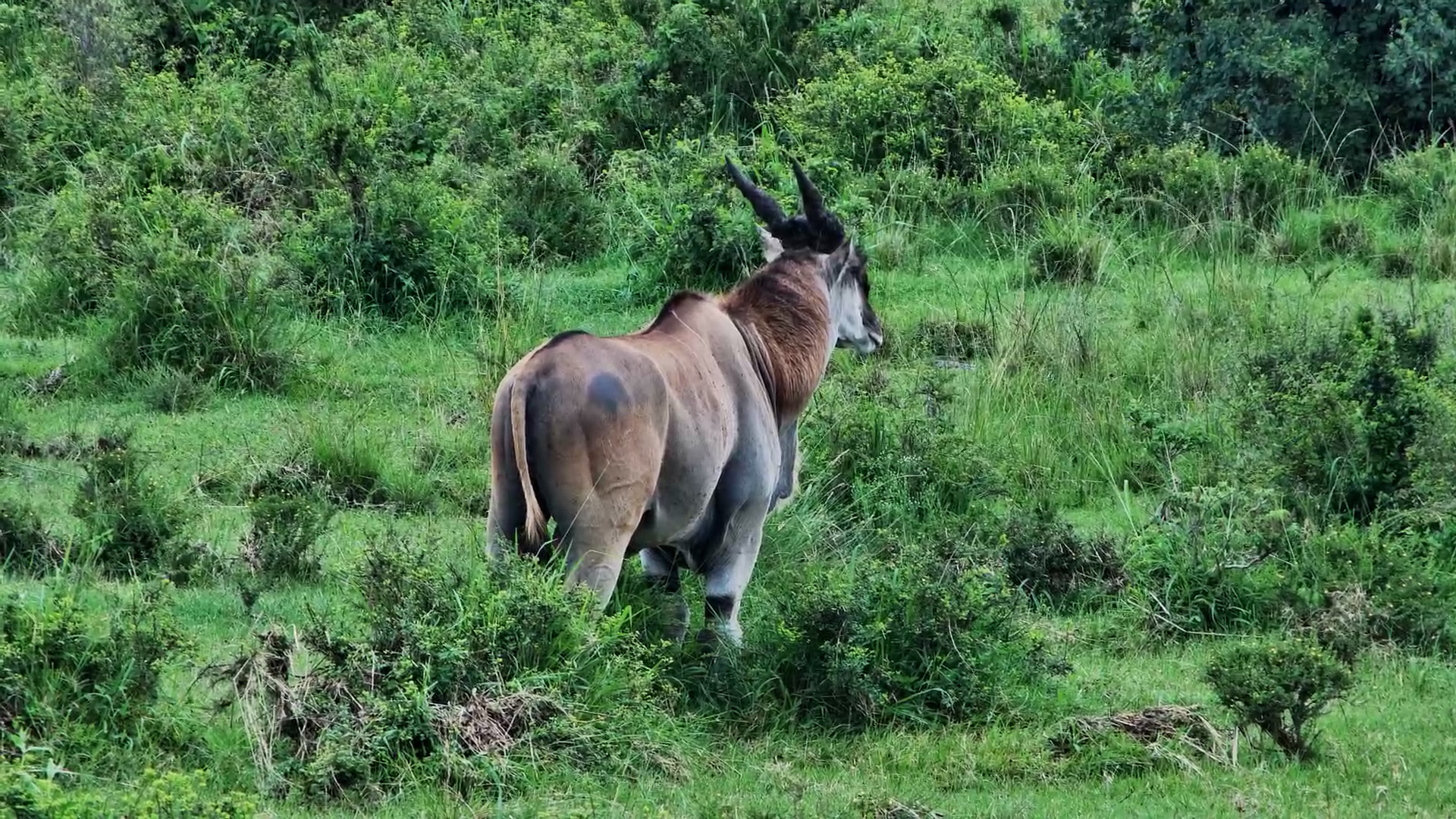 African Giant: Eland Bull Grazing in the Mara
