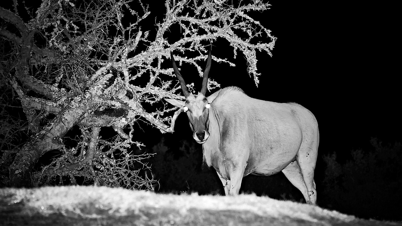 Eland Couldn't Resist a Good Scratch