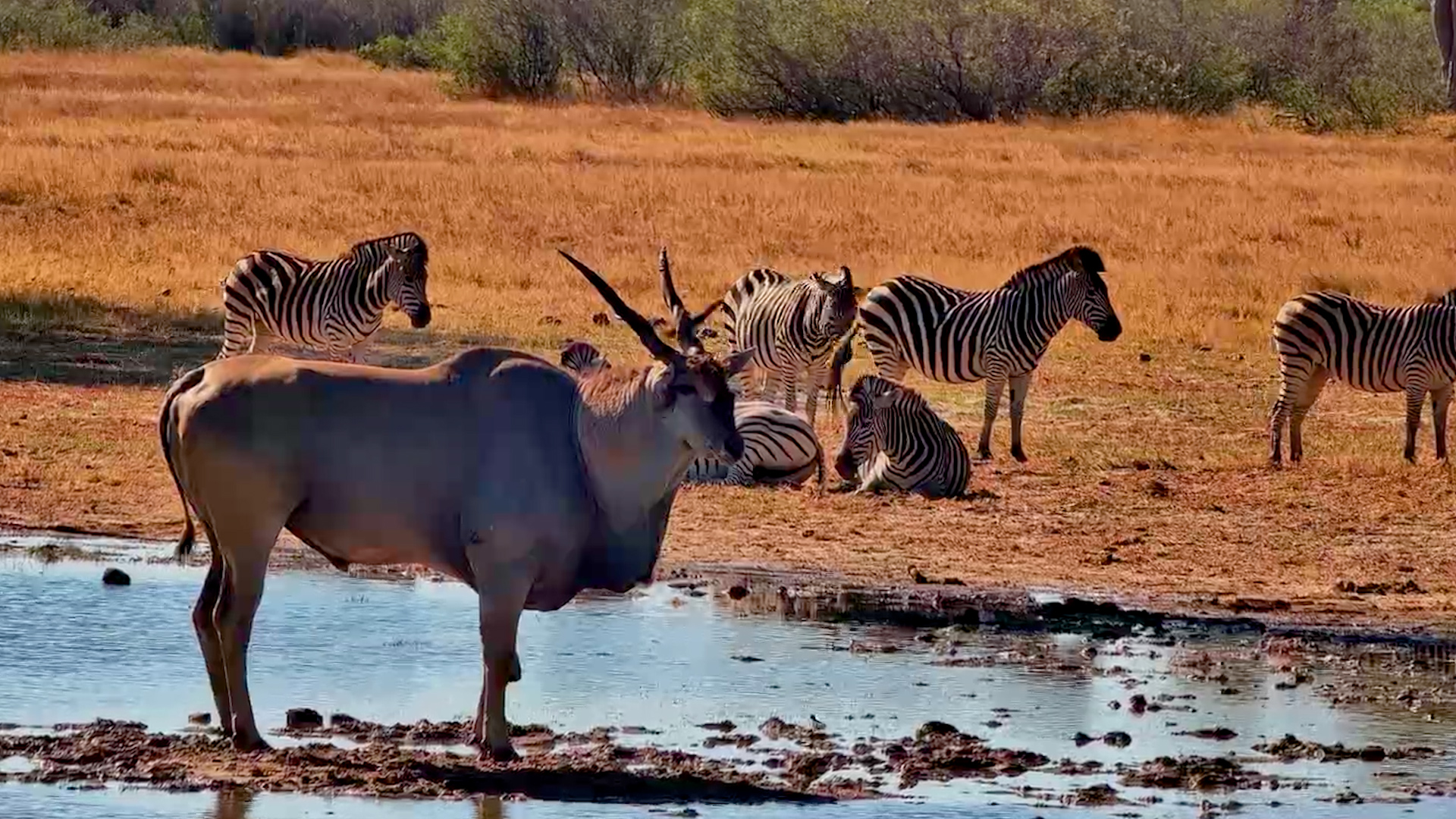 An Eland, Some Zebras and Perfect Peace