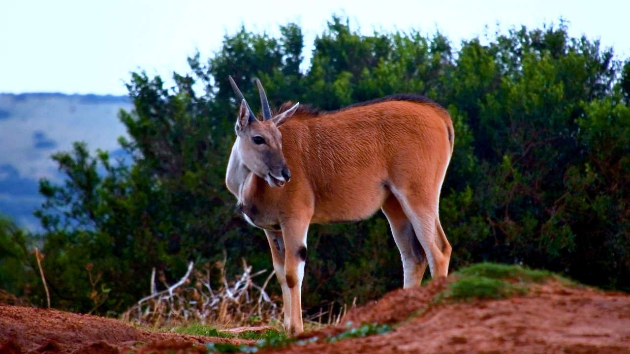 Young Eland Stops By Founders Waterhole