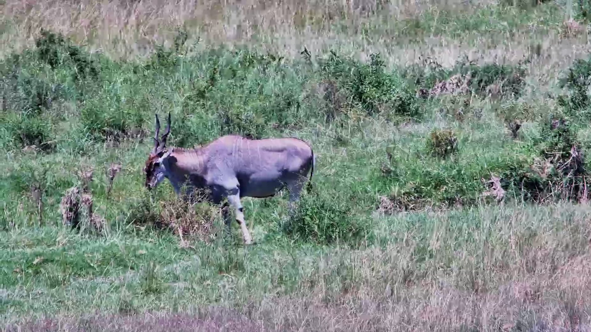 An Eland Bull's Snack Time