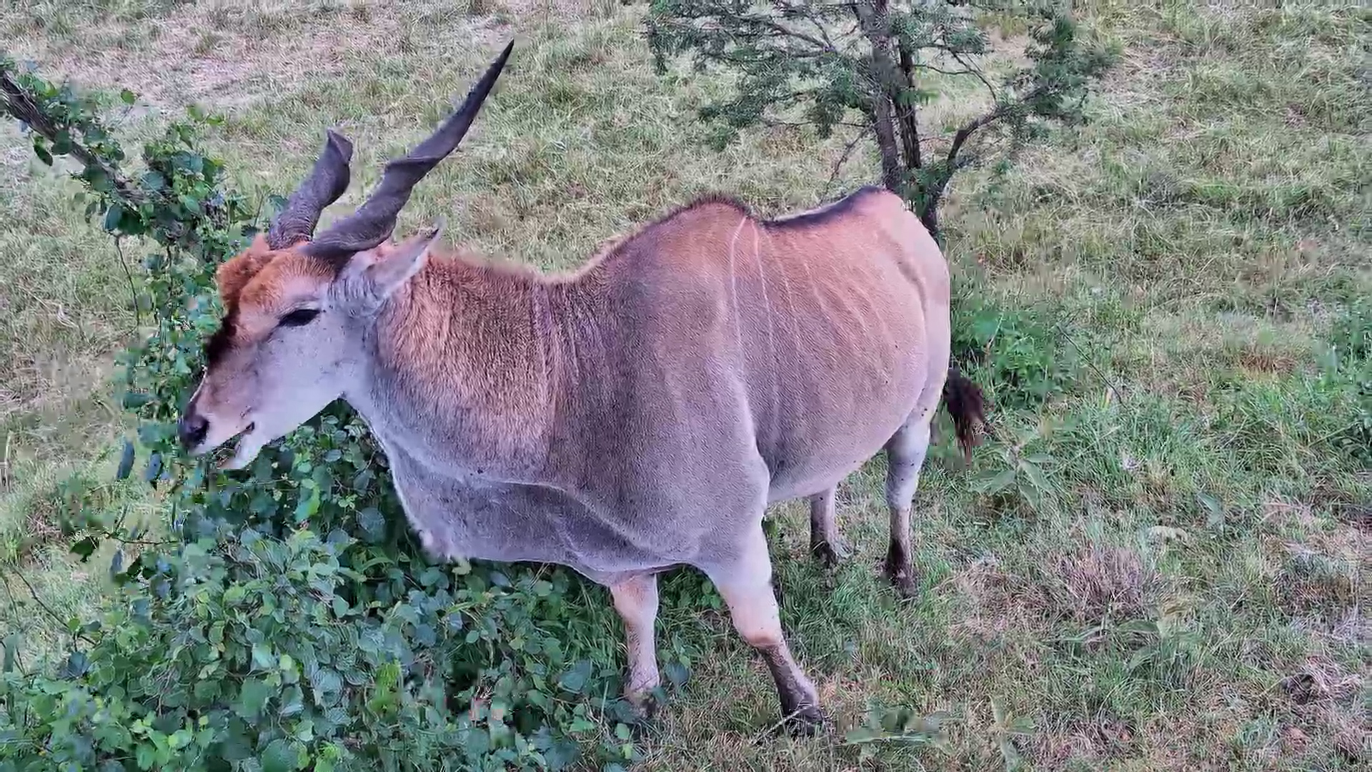 Giants of the Mara… Then One Gets Very Close
