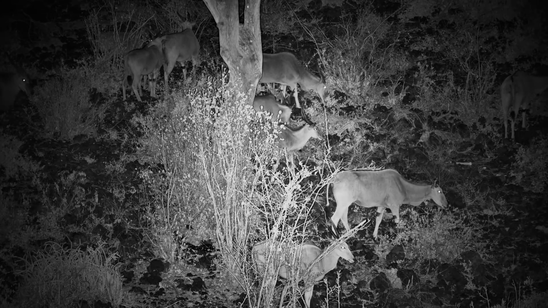 Elands Feeding After Dark