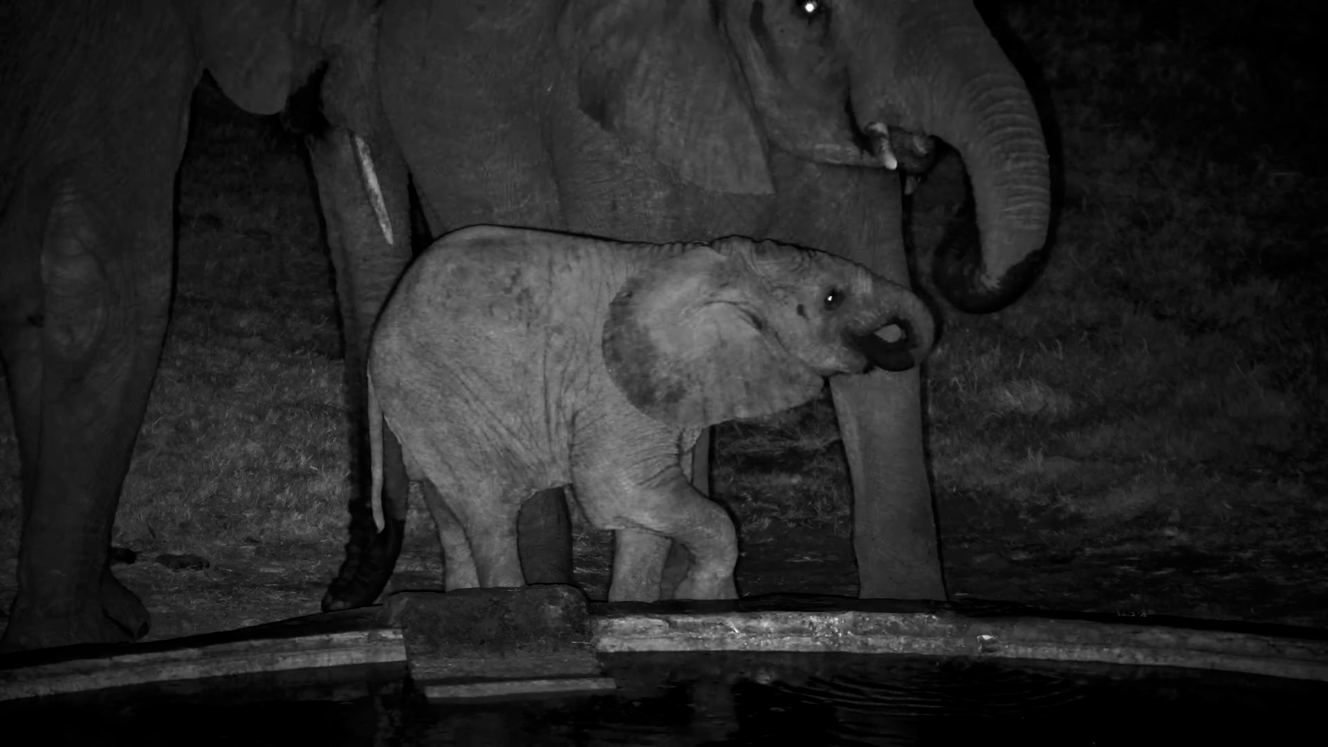Growing Up at Hwange's Waterhole