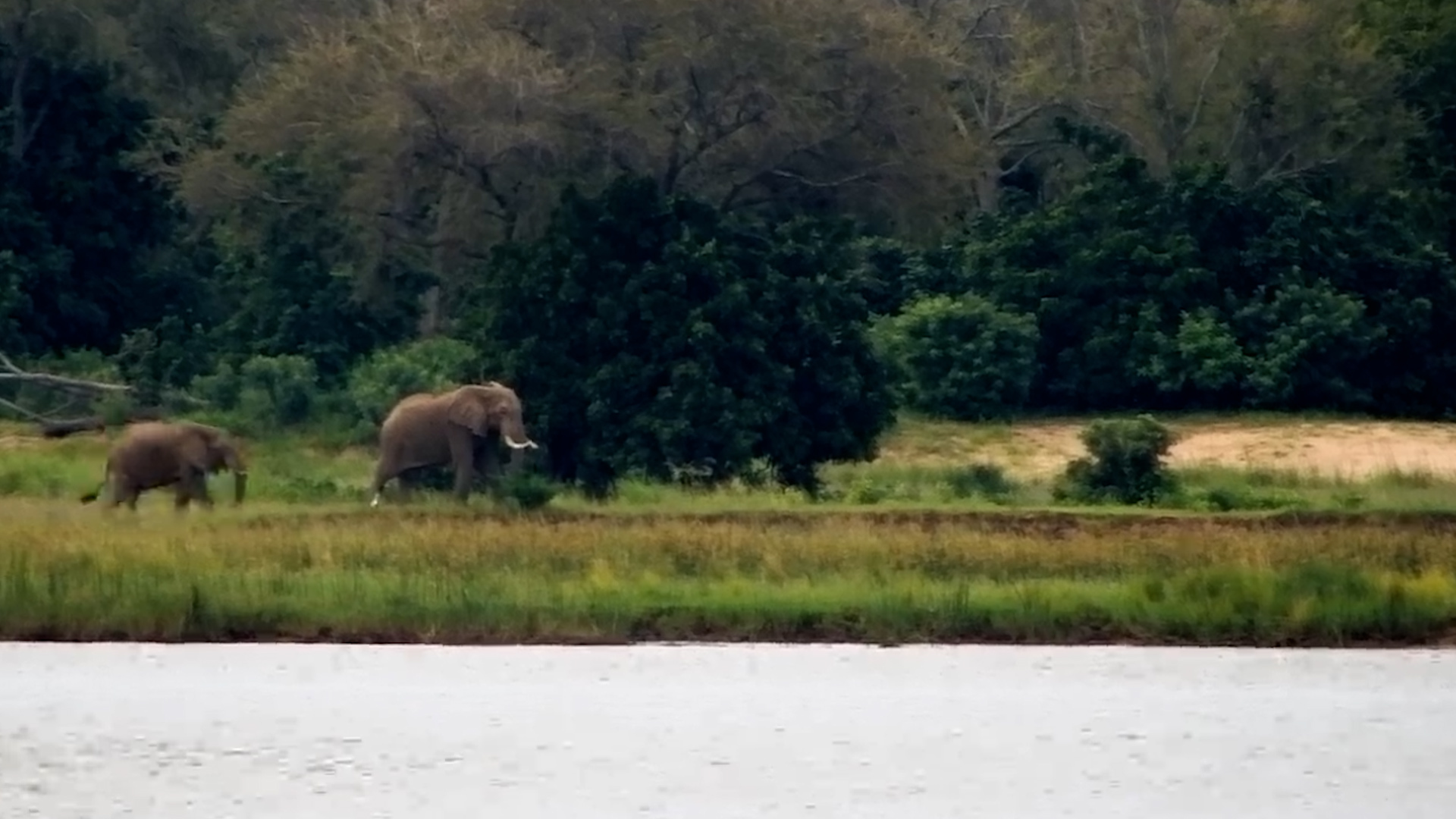 Elephant Bulls on the Zambezi Riverbank