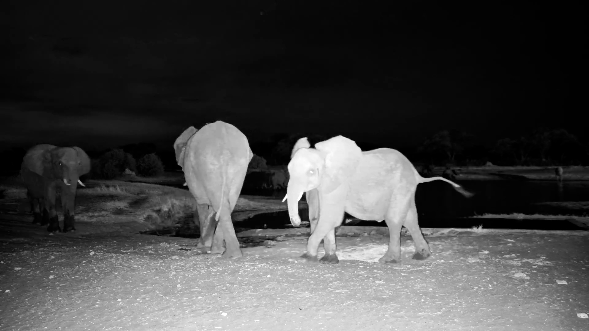 Majestic Elephants by Moonlight