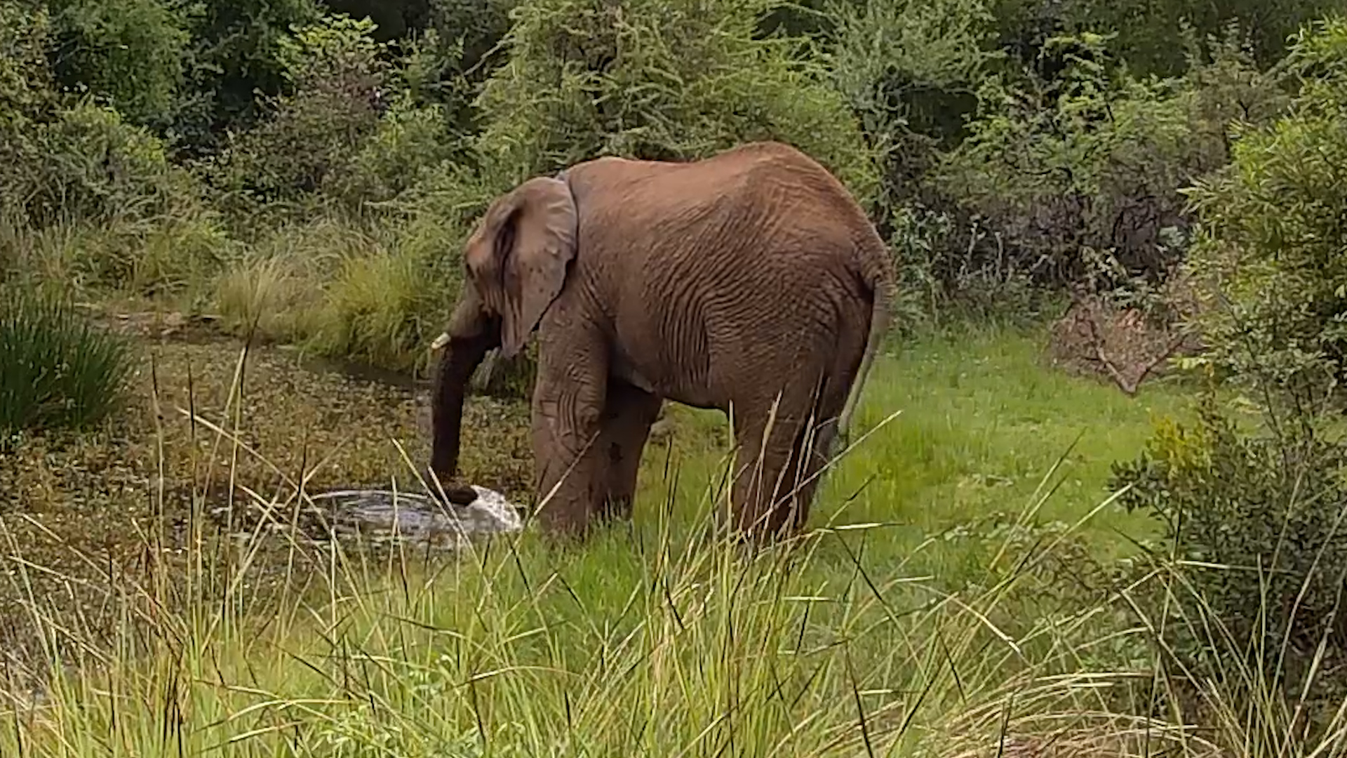 Bull Elephant Drinking at Kwa Maritane