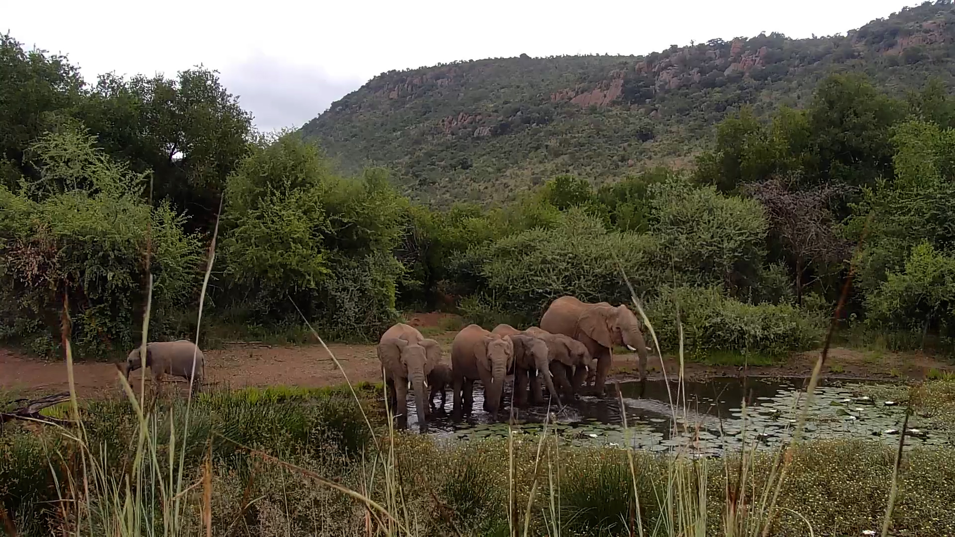 Elephant Family Drinking at Kwa Maritane