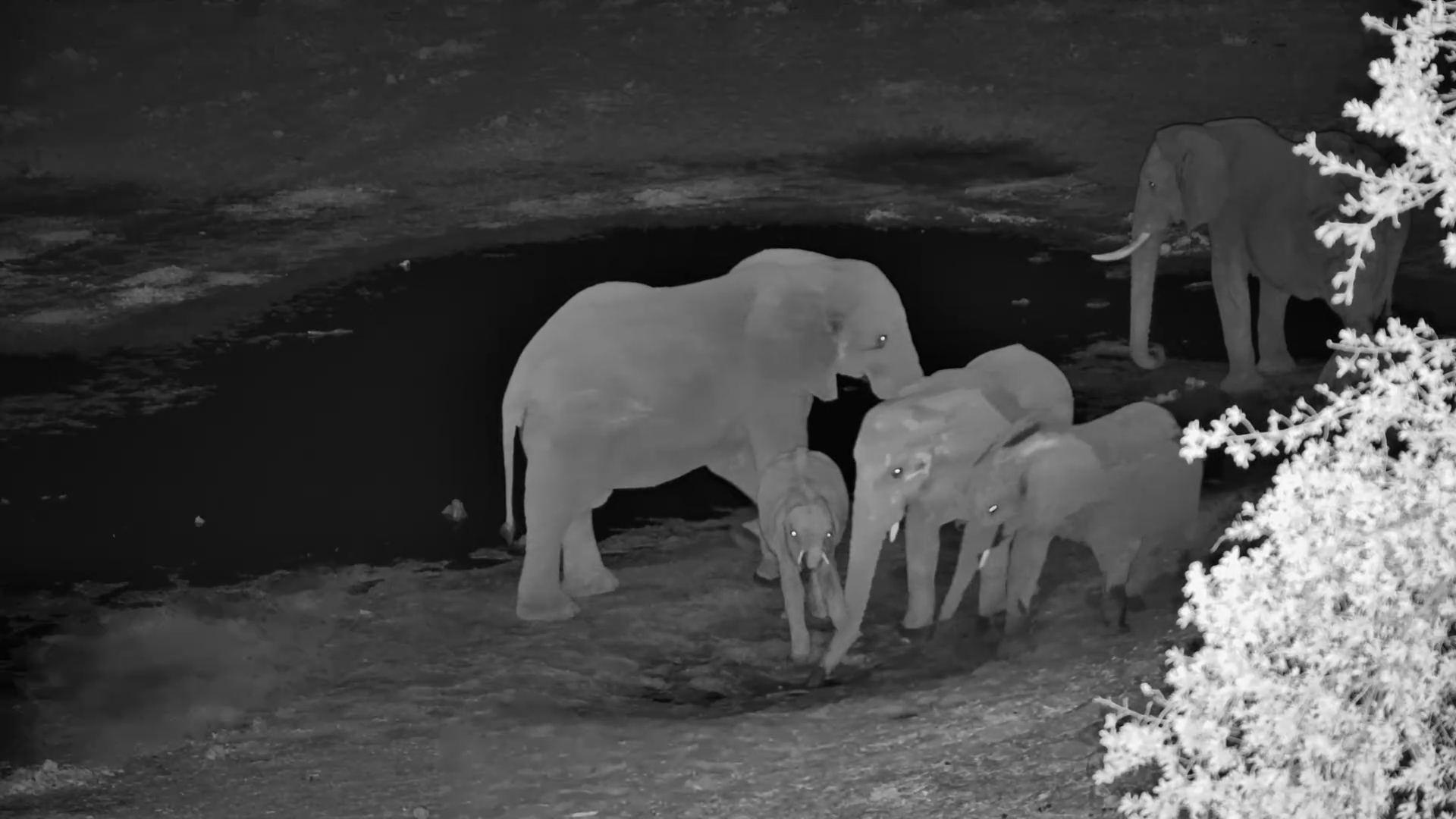 Elephant Family Drinks Under the Stars