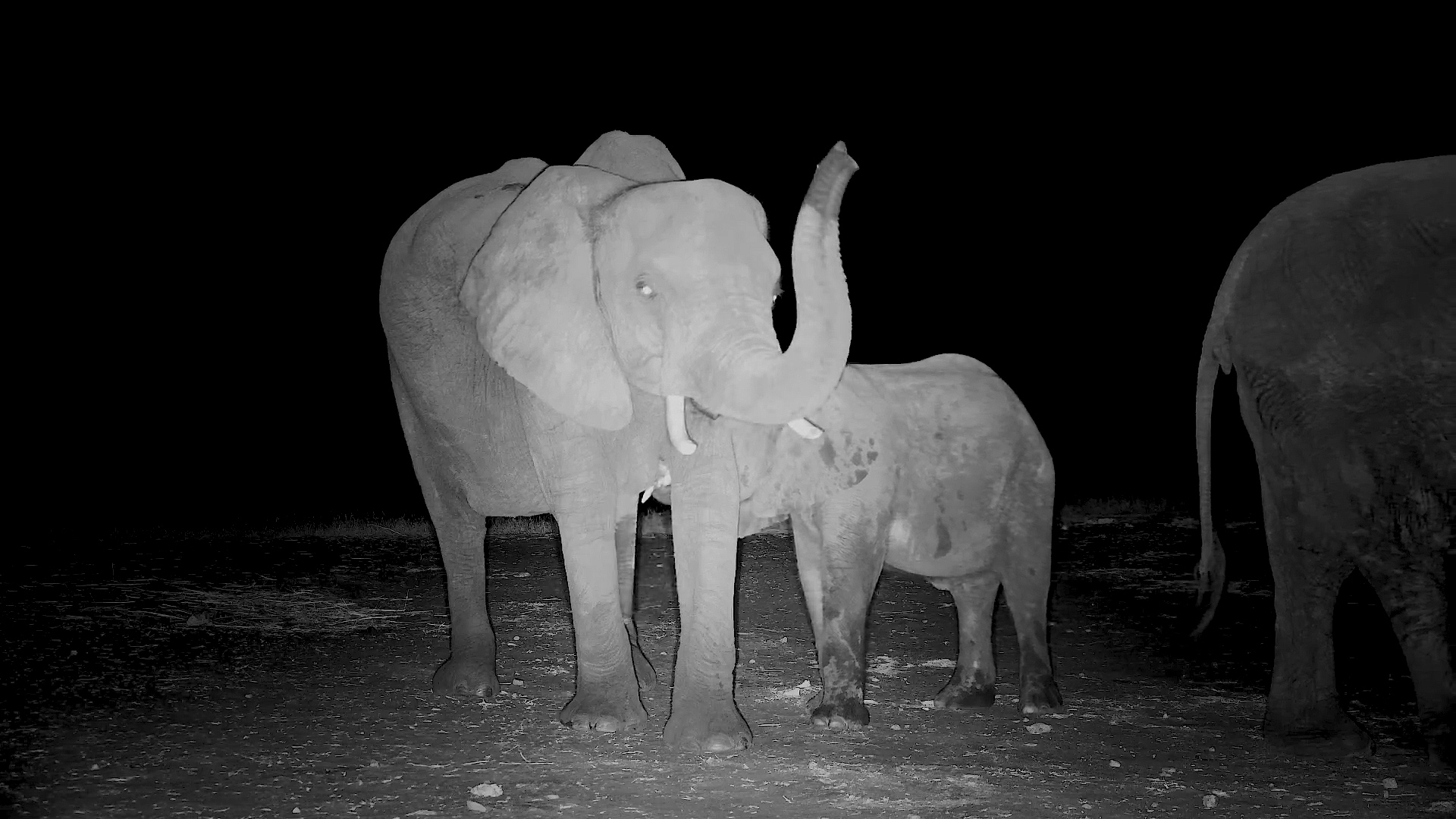 Elephants Up Close at Night | Drinking & Watching by the Hide